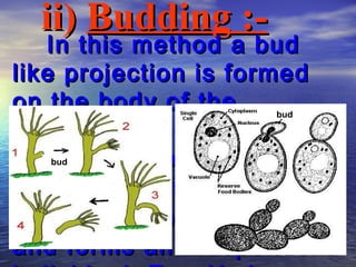 ii) Budding :-
   In this method a bud
like projection is formed
on the body of the  bud

organism. The bud then
develops into a new
   bud


individual. It then
separates from the parent
and forms an independent
 
