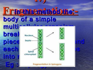 iv)
Fragmentation :-
  In this method the
body of a simple
multicellular organism
breaks up into smaller
pieces on maturation and
each fragment develops
into new individuals.
 Eg :- Spirogyra.
 