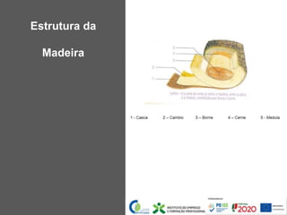 Estrutura da
Madeira
 