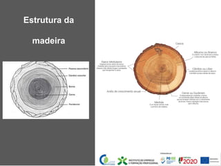 Estrutura da
madeira
 