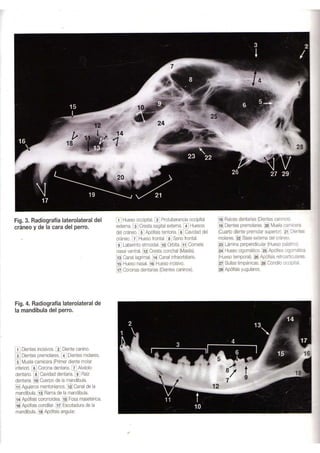 Atlas-Anatomia-Perro-Gato-I.pdf