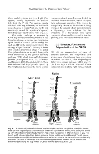 Phli Structure Bacterial Pili Structure Synthesis And Role In Disease Ma Barocchi | PDF