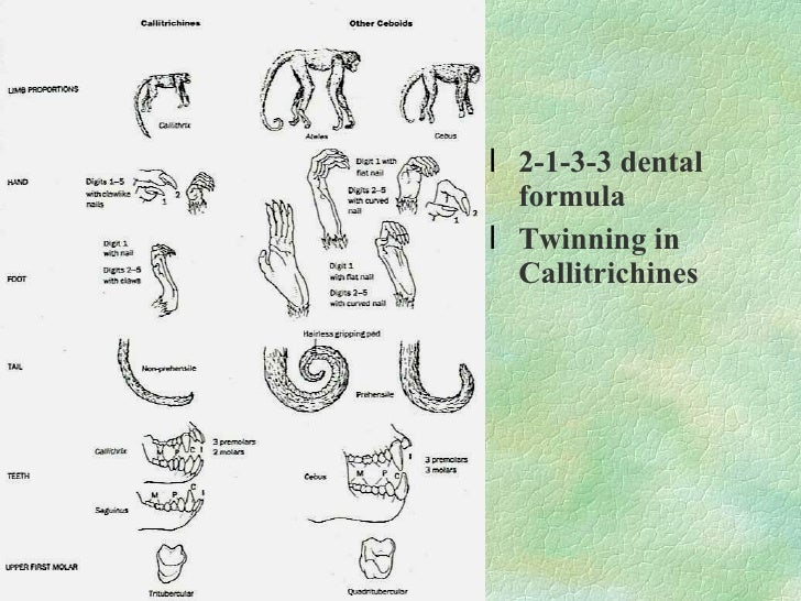 233 what are primates