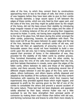 sides of the hive, to which they cement them by constructions
approaching more or less to the shape of cells. But when a scarcity
of wax happens before they have been able to give to their combs
the requisite diameter, a large vacant space is left between the
edges of these combs, which are only fixed by their upper part, and
the sides of the hive; and they might be pulled down by the weight
of the honey, did not the bees ensure their stability by introducing
large irregular masses of wax between their edges and the sides of
the hive.—A striking instance of this art of securing their magazines
occurred to Huber. A comb, not having been originally well fastened
to the top of his glass hive, fell down during the winter amongst the
other combs, preserving, however, its parallelism with them. The
bees could not fill up the space between its upper edge and the top
of the hive, because they never construct combs of old wax, and
they had not then an opportunity of procuring new: at a more
favourable season they would not have hesitated to build a new
comb upon the old one; but it being inexpedient at that period to
expend their provision of honey in the elaboration of wax, they
provided for the stability of the fallen comb by another process.
They furnished themselves with wax from the other combs, by
gnawing away the rims of the cells more elongated than the rest,
and then betook themselves in crowds, some upon the edges of the
fallen comb, others between its sides and those of the adjoining
combs; and there securely fixed it, by constructing several ties of
different shapes between it and the glass of the hive; some were
pillars, others buttresses, and others beams artfully disposed and
adapted to the localities of the surfaces joined. Nor did they content
themselves with repairing the accidents which their masonry had
experienced; they provided against those which might happen, and
appeared to profit by the warning given by the fall of one of the
combs to consolidate the others and prevent a second accident of
the same nature. These last had not been displaced, and appeared
solidly attached by their base; whence Huber was not a little
surprised to see the bees strengthen their principal points of
connexion by making them much thicker than before with old wax,
and forming numerous ties and braces to unite them more closely to
 
