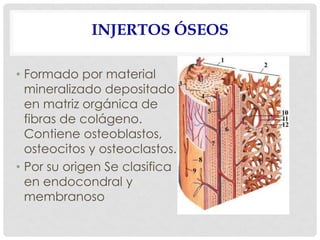 INJERTOS ÓSEOS
• Formado por material
mineralizado depositado
en matriz orgánica de
fibras de colágeno.
Contiene osteoblastos,
osteocitos y osteoclastos.
• Por su origen Se clasifica
en endocondral y
membranoso
 