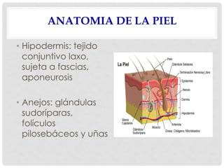 ANATOMIA DE LA PIEL
• Hipodermis: tejido
conjuntivo laxo,
sujeta a fascias,
aponeurosis
• Anejos: glándulas
sudoríparas,
folículos
pilosebáceos y uñas
 
