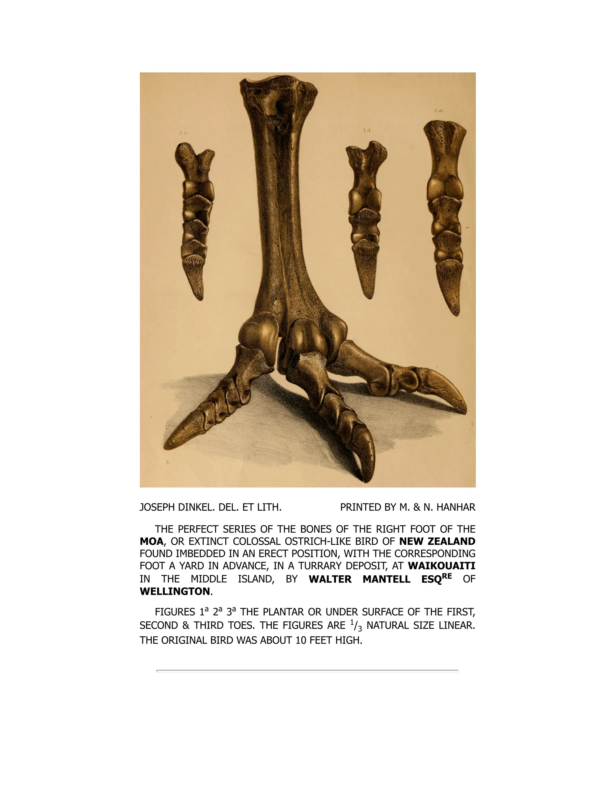 JOSEPH DINKEL. DEL. ET LITH. PRINTED BY M. & N. HANHAR
THE PERFECT SERIES OF THE BONES OF THE RIGHT FOOT OF THE
MOA, OR EXTINCT COLOSSAL OSTRICH-LIKE BIRD OF NEW ZEALAND
FOUND IMBEDDED IN AN ERECT POSITION, WITH THE CORRESPONDING
FOOT A YARD IN ADVANCE, IN A TURRARY DEPOSIT, AT WAIKOUAITI
IN THE MIDDLE ISLAND, BY WALTER MANTELL ESQRE OF
WELLINGTON.
FIGURES 1a
2a
3a
THE PLANTAR OR UNDER SURFACE OF THE FIRST,
SECOND & THIRD TOES. THE FIGURES ARE 1
/3 NATURAL SIZE LINEAR.
THE ORIGINAL BIRD WAS ABOUT 10 FEET HIGH.
 