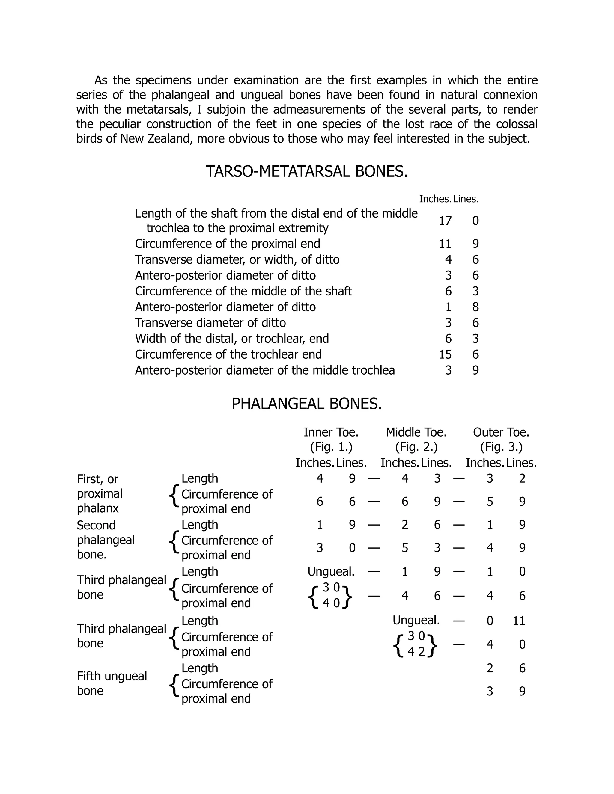 As the specimens under examination are the first examples in which the entire
series of the phalangeal and ungueal bones have been found in natural connexion
with the metatarsals, I subjoin the admeasurements of the several parts, to render
the peculiar construction of the feet in one species of the lost race of the colossal
birds of New Zealand, more obvious to those who may feel interested in the subject.
TARSO-METATARSAL BONES.
Inches.Lines.
Length of the shaft from the distal end of the middle
trochlea to the proximal extremity
17 0
Circumference of the proximal end 11 9
Transverse diameter, or width, of ditto 4 6
Antero-posterior diameter of ditto 3 6
Circumference of the middle of the shaft 6 3
Antero-posterior diameter of ditto 1 8
Transverse diameter of ditto 3 6
Width of the distal, or trochlear, end 6 3
Circumference of the trochlear end 15 6
Antero-posterior diameter of the middle trochlea 3 9
PHALANGEAL BONES.
Inner Toe.
(Fig. 1.)
Middle Toe.
(Fig. 2.)
Outer Toe.
(Fig. 3.)
Inches.Lines. Inches.Lines. Inches.Lines.
First, or
proximal
phalanx
{
Length 4 9 — 4 3 — 3 2
Circumference of
proximal end
6 6 — 6 9 — 5 9
Second
phalangeal
bone.
{
Length 1 9 — 2 6 — 1 9
Circumference of
proximal end
3 0 — 5 3 — 4 9
Third phalangeal
bone {
Length Ungueal.
{
3 0
}
4 0
— 1 9 — 1 0
Circumference of
proximal end
— 4 6 — 4 6
Third phalangeal
bone {
Length Ungueal.
{
3 0
}
4 2
— 0 11
Circumference of
proximal end
— 4 0
Fifth ungueal
bone {
Length 2 6
Circumference of
proximal end
3 9
 