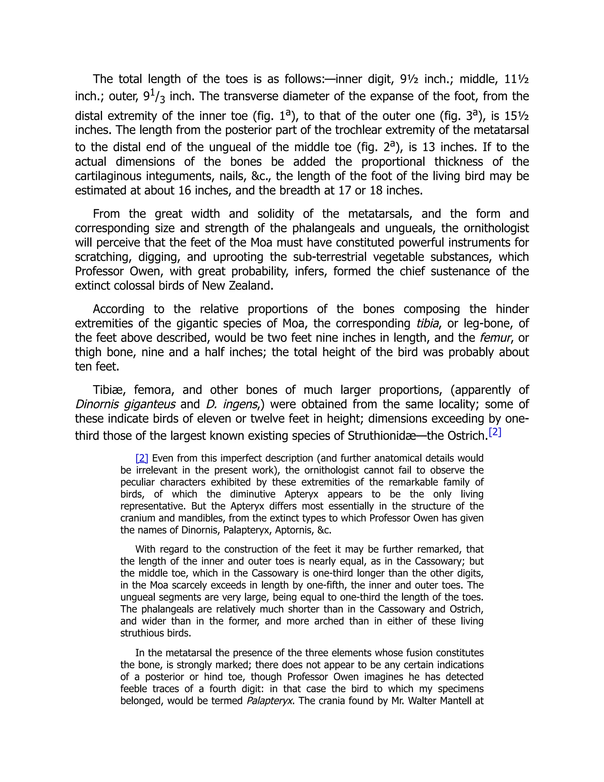 The total length of the toes is as follows:—inner digit, 9½ inch.; middle, 11½
inch.; outer, 91/3 inch. The transverse diameter of the expanse of the foot, from the
distal extremity of the inner toe (fig. 1a), to that of the outer one (fig. 3a), is 15½
inches. The length from the posterior part of the trochlear extremity of the metatarsal
to the distal end of the ungueal of the middle toe (fig. 2a), is 13 inches. If to the
actual dimensions of the bones be added the proportional thickness of the
cartilaginous integuments, nails, &c., the length of the foot of the living bird may be
estimated at about 16 inches, and the breadth at 17 or 18 inches.
From the great width and solidity of the metatarsals, and the form and
corresponding size and strength of the phalangeals and ungueals, the ornithologist
will perceive that the feet of the Moa must have constituted powerful instruments for
scratching, digging, and uprooting the sub-terrestrial vegetable substances, which
Professor Owen, with great probability, infers, formed the chief sustenance of the
extinct colossal birds of New Zealand.
According to the relative proportions of the bones composing the hinder
extremities of the gigantic species of Moa, the corresponding tibia, or leg-bone, of
the feet above described, would be two feet nine inches in length, and the femur, or
thigh bone, nine and a half inches; the total height of the bird was probably about
ten feet.
Tibiæ, femora, and other bones of much larger proportions, (apparently of
Dinornis giganteus and D. ingens,) were obtained from the same locality; some of
these indicate birds of eleven or twelve feet in height; dimensions exceeding by one-
third those of the largest known existing species of Struthionidæ—the Ostrich.[2]
[2] Even from this imperfect description (and further anatomical details would
be irrelevant in the present work), the ornithologist cannot fail to observe the
peculiar characters exhibited by these extremities of the remarkable family of
birds, of which the diminutive Apteryx appears to be the only living
representative. But the Apteryx differs most essentially in the structure of the
cranium and mandibles, from the extinct types to which Professor Owen has given
the names of Dinornis, Palapteryx, Aptornis, &c.
With regard to the construction of the feet it may be further remarked, that
the length of the inner and outer toes is nearly equal, as in the Cassowary; but
the middle toe, which in the Cassowary is one-third longer than the other digits,
in the Moa scarcely exceeds in length by one-fifth, the inner and outer toes. The
ungueal segments are very large, being equal to one-third the length of the toes.
The phalangeals are relatively much shorter than in the Cassowary and Ostrich,
and wider than in the former, and more arched than in either of these living
struthious birds.
In the metatarsal the presence of the three elements whose fusion constitutes
the bone, is strongly marked; there does not appear to be any certain indications
of a posterior or hind toe, though Professor Owen imagines he has detected
feeble traces of a fourth digit: in that case the bird to which my specimens
belonged, would be termed Palapteryx. The crania found by Mr. Walter Mantell at
 