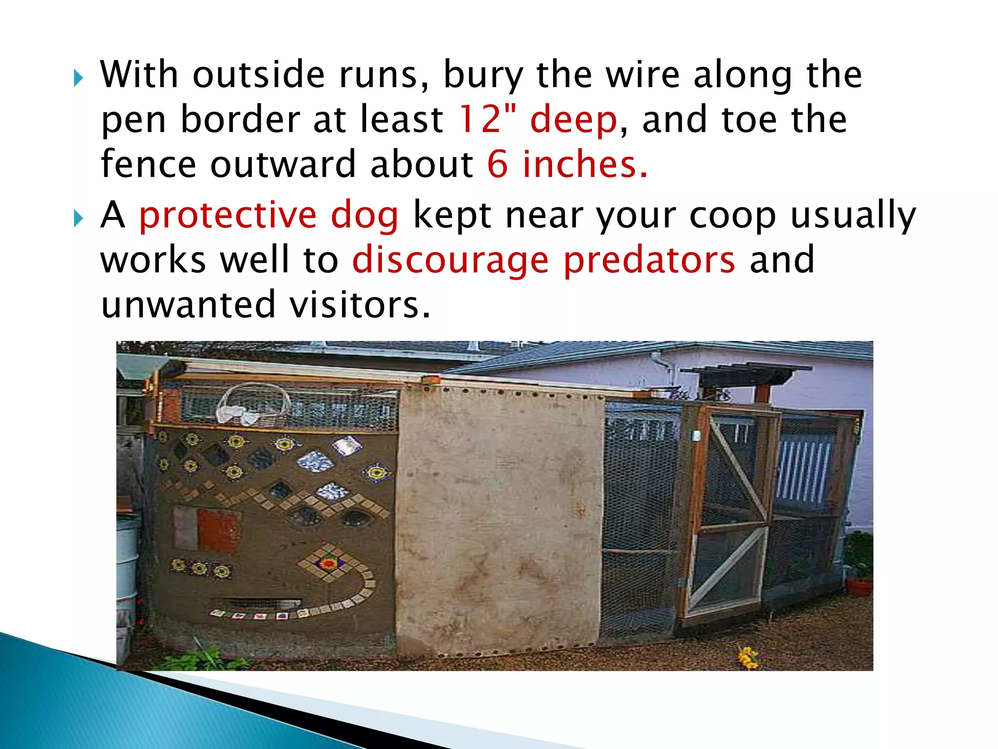  With outside runs, bury the wire along the
pen border at least 12" deep, and toe the
fence outward about 6 inches.
 A protective dog kept near your coop usually
works well to discourage predators and
unwanted visitors.
 