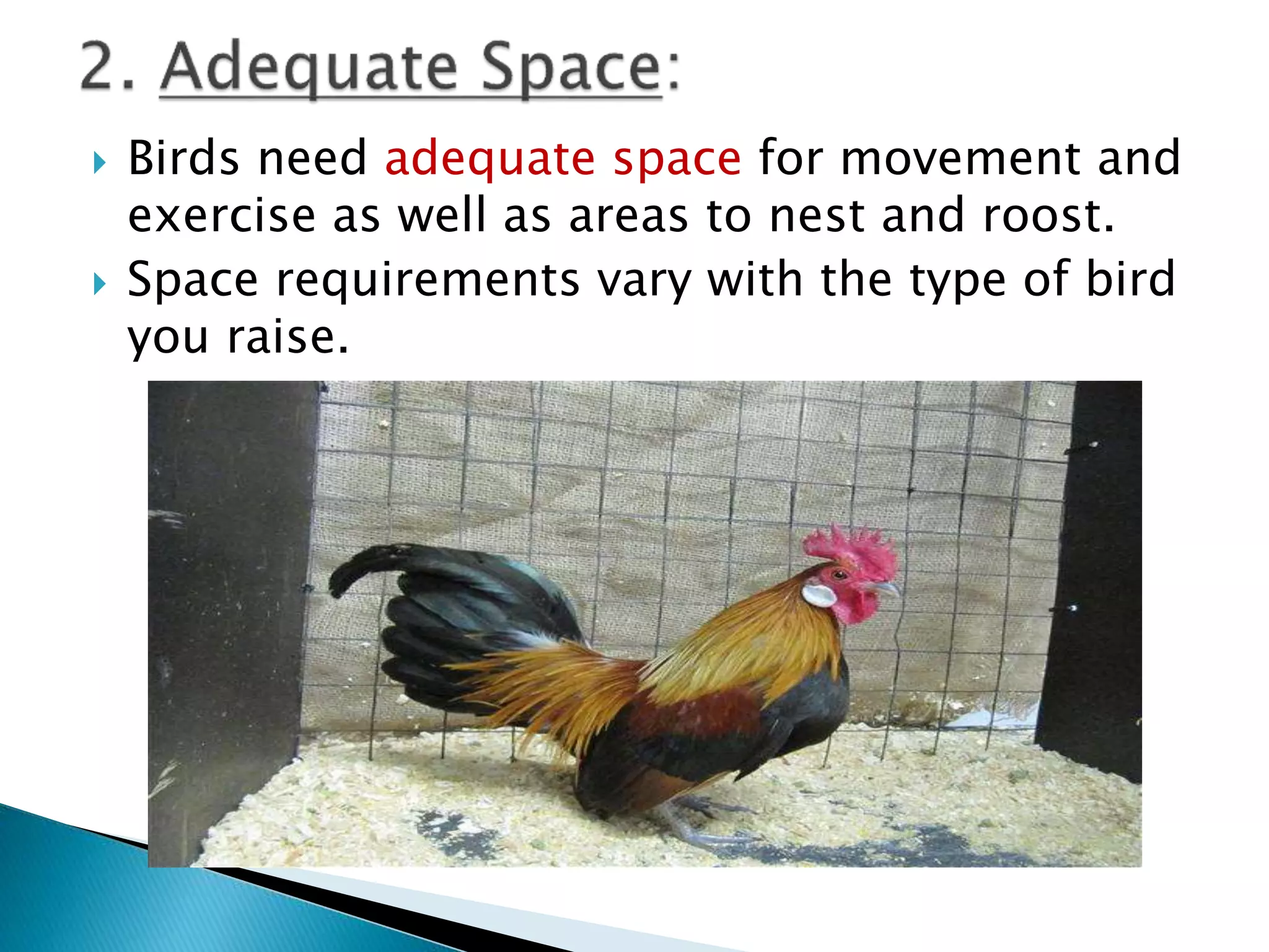  Birds need adequate space for movement and
exercise as well as areas to nest and roost.
 Space requirements vary with the type of bird
you raise.
 