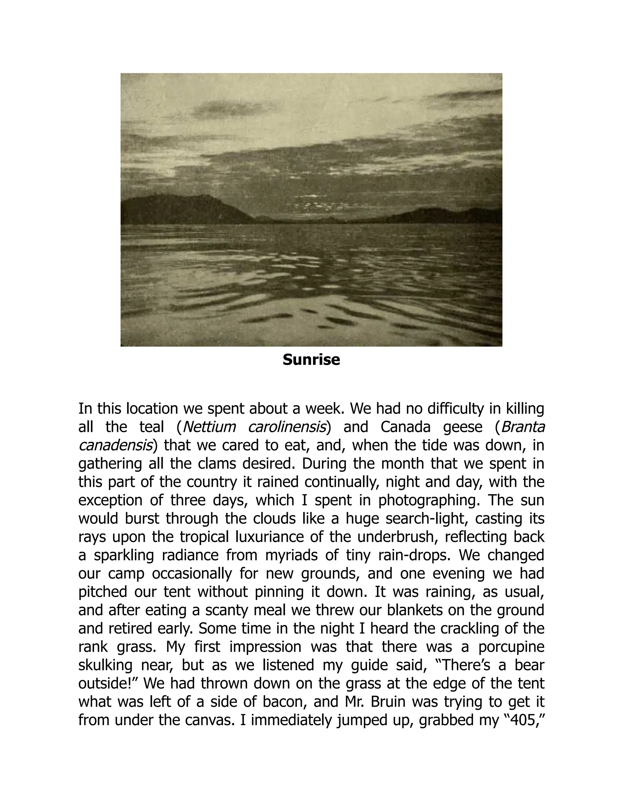 Sunrise
In this location we spent about a week. We had no difficulty in killing
all the teal (Nettium carolinensis) and Canada geese (Branta
canadensis) that we cared to eat, and, when the tide was down, in
gathering all the clams desired. During the month that we spent in
this part of the country it rained continually, night and day, with the
exception of three days, which I spent in photographing. The sun
would burst through the clouds like a huge search-light, casting its
rays upon the tropical luxuriance of the underbrush, reflecting back
a sparkling radiance from myriads of tiny rain-drops. We changed
our camp occasionally for new grounds, and one evening we had
pitched our tent without pinning it down. It was raining, as usual,
and after eating a scanty meal we threw our blankets on the ground
and retired early. Some time in the night I heard the crackling of the
rank grass. My first impression was that there was a porcupine
skulking near, but as we listened my guide said, “There’s a bear
outside!” We had thrown down on the grass at the edge of the tent
what was left of a side of bacon, and Mr. Bruin was trying to get it
from under the canvas. I immediately jumped up, grabbed my “405,”
 