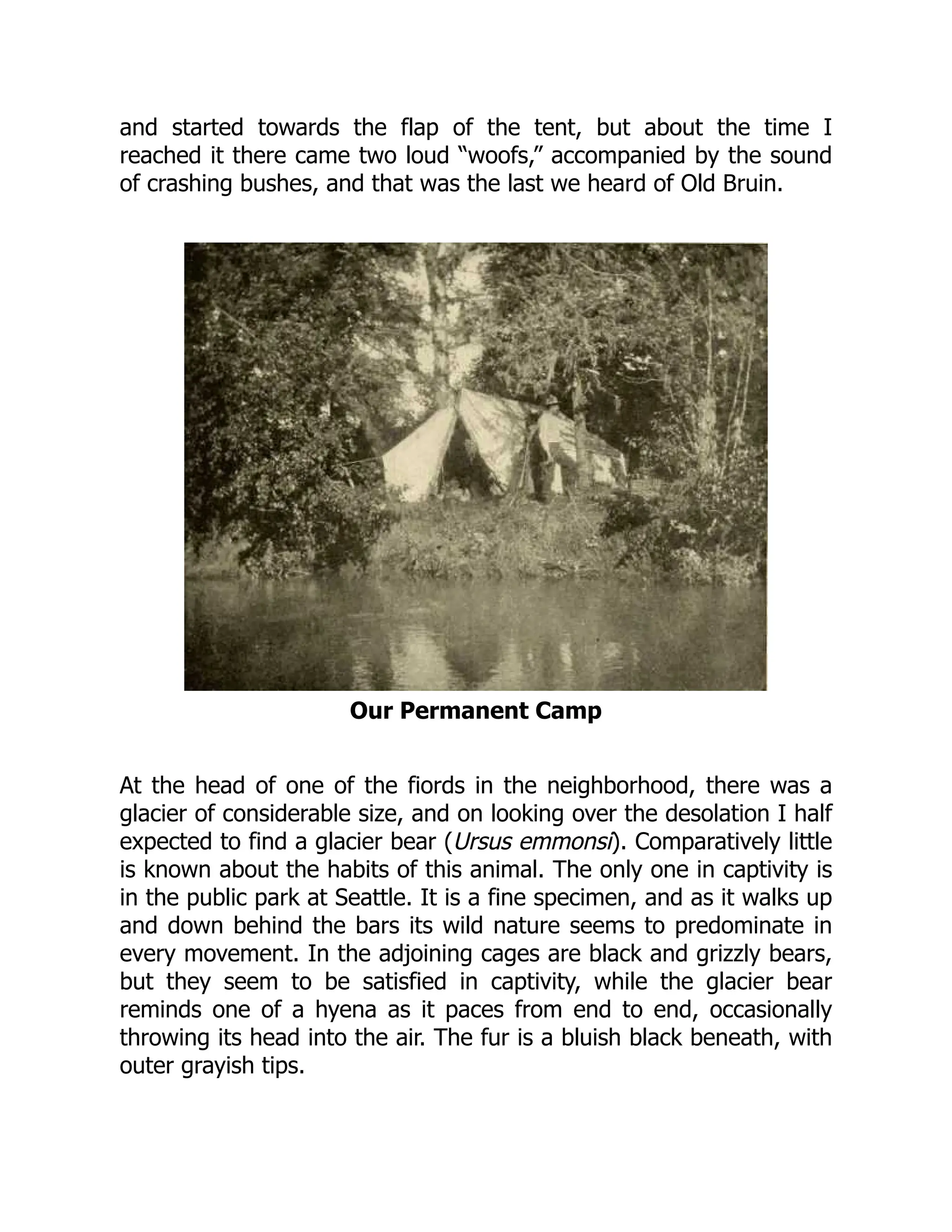 and started towards the flap of the tent, but about the time I
reached it there came two loud “woofs,” accompanied by the sound
of crashing bushes, and that was the last we heard of Old Bruin.
Our Permanent Camp
At the head of one of the fiords in the neighborhood, there was a
glacier of considerable size, and on looking over the desolation I half
expected to find a glacier bear (Ursus emmonsi). Comparatively little
is known about the habits of this animal. The only one in captivity is
in the public park at Seattle. It is a fine specimen, and as it walks up
and down behind the bars its wild nature seems to predominate in
every movement. In the adjoining cages are black and grizzly bears,
but they seem to be satisfied in captivity, while the glacier bear
reminds one of a hyena as it paces from end to end, occasionally
throwing its head into the air. The fur is a bluish black beneath, with
outer grayish tips.
 
