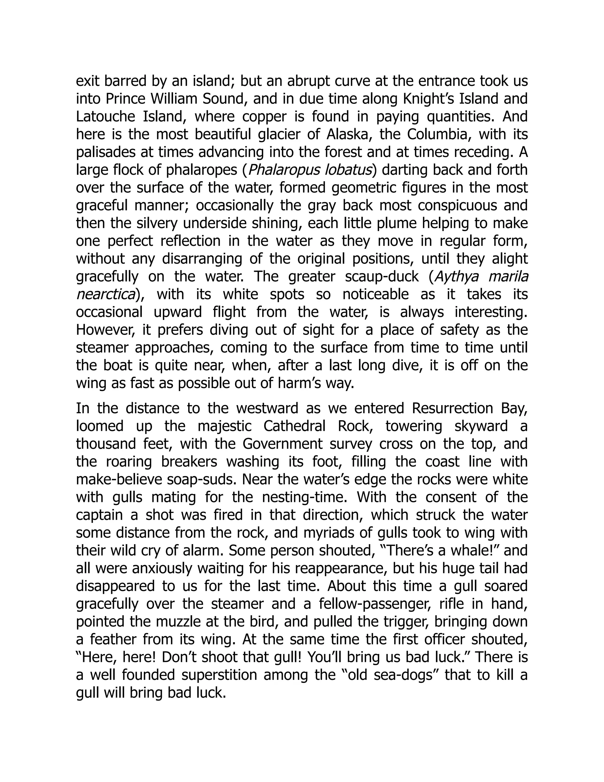 exit barred by an island; but an abrupt curve at the entrance took us
into Prince William Sound, and in due time along Knight’s Island and
Latouche Island, where copper is found in paying quantities. And
here is the most beautiful glacier of Alaska, the Columbia, with its
palisades at times advancing into the forest and at times receding. A
large flock of phalaropes (Phalaropus lobatus) darting back and forth
over the surface of the water, formed geometric figures in the most
graceful manner; occasionally the gray back most conspicuous and
then the silvery underside shining, each little plume helping to make
one perfect reflection in the water as they move in regular form,
without any disarranging of the original positions, until they alight
gracefully on the water. The greater scaup-duck (Aythya marila
nearctica), with its white spots so noticeable as it takes its
occasional upward flight from the water, is always interesting.
However, it prefers diving out of sight for a place of safety as the
steamer approaches, coming to the surface from time to time until
the boat is quite near, when, after a last long dive, it is off on the
wing as fast as possible out of harm’s way.
In the distance to the westward as we entered Resurrection Bay,
loomed up the majestic Cathedral Rock, towering skyward a
thousand feet, with the Government survey cross on the top, and
the roaring breakers washing its foot, filling the coast line with
make-believe soap-suds. Near the water’s edge the rocks were white
with gulls mating for the nesting-time. With the consent of the
captain a shot was fired in that direction, which struck the water
some distance from the rock, and myriads of gulls took to wing with
their wild cry of alarm. Some person shouted, “There’s a whale!” and
all were anxiously waiting for his reappearance, but his huge tail had
disappeared to us for the last time. About this time a gull soared
gracefully over the steamer and a fellow-passenger, rifle in hand,
pointed the muzzle at the bird, and pulled the trigger, bringing down
a feather from its wing. At the same time the first officer shouted,
“Here, here! Don’t shoot that gull! You’ll bring us bad luck.” There is
a well founded superstition among the “old sea-dogs” that to kill a
gull will bring bad luck.
 