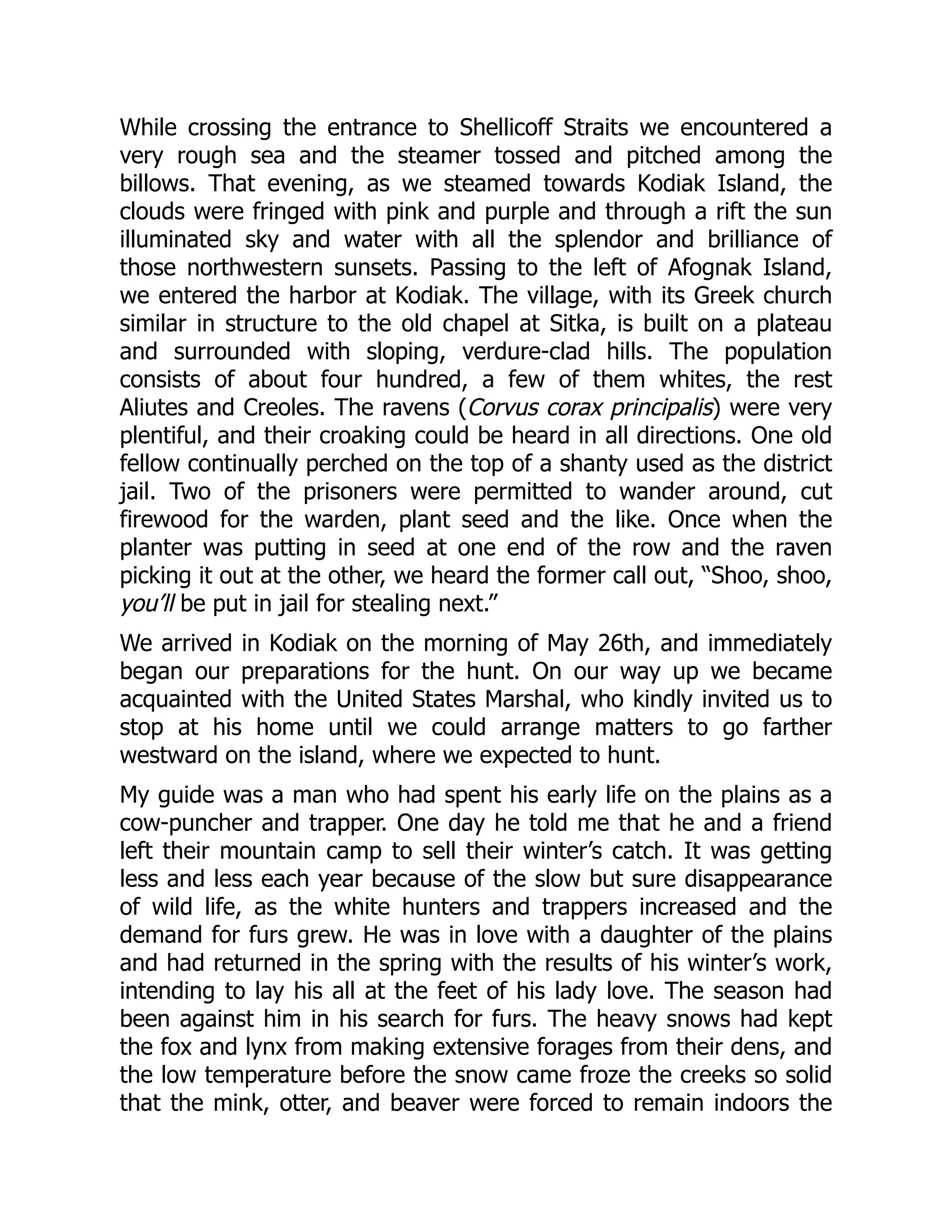 While crossing the entrance to Shellicoff Straits we encountered a
very rough sea and the steamer tossed and pitched among the
billows. That evening, as we steamed towards Kodiak Island, the
clouds were fringed with pink and purple and through a rift the sun
illuminated sky and water with all the splendor and brilliance of
those northwestern sunsets. Passing to the left of Afognak Island,
we entered the harbor at Kodiak. The village, with its Greek church
similar in structure to the old chapel at Sitka, is built on a plateau
and surrounded with sloping, verdure-clad hills. The population
consists of about four hundred, a few of them whites, the rest
Aliutes and Creoles. The ravens (Corvus corax principalis) were very
plentiful, and their croaking could be heard in all directions. One old
fellow continually perched on the top of a shanty used as the district
jail. Two of the prisoners were permitted to wander around, cut
firewood for the warden, plant seed and the like. Once when the
planter was putting in seed at one end of the row and the raven
picking it out at the other, we heard the former call out, “Shoo, shoo,
you’ll be put in jail for stealing next.”
We arrived in Kodiak on the morning of May 26th, and immediately
began our preparations for the hunt. On our way up we became
acquainted with the United States Marshal, who kindly invited us to
stop at his home until we could arrange matters to go farther
westward on the island, where we expected to hunt.
My guide was a man who had spent his early life on the plains as a
cow-puncher and trapper. One day he told me that he and a friend
left their mountain camp to sell their winter’s catch. It was getting
less and less each year because of the slow but sure disappearance
of wild life, as the white hunters and trappers increased and the
demand for furs grew. He was in love with a daughter of the plains
and had returned in the spring with the results of his winter’s work,
intending to lay his all at the feet of his lady love. The season had
been against him in his search for furs. The heavy snows had kept
the fox and lynx from making extensive forages from their dens, and
the low temperature before the snow came froze the creeks so solid
that the mink, otter, and beaver were forced to remain indoors the
 