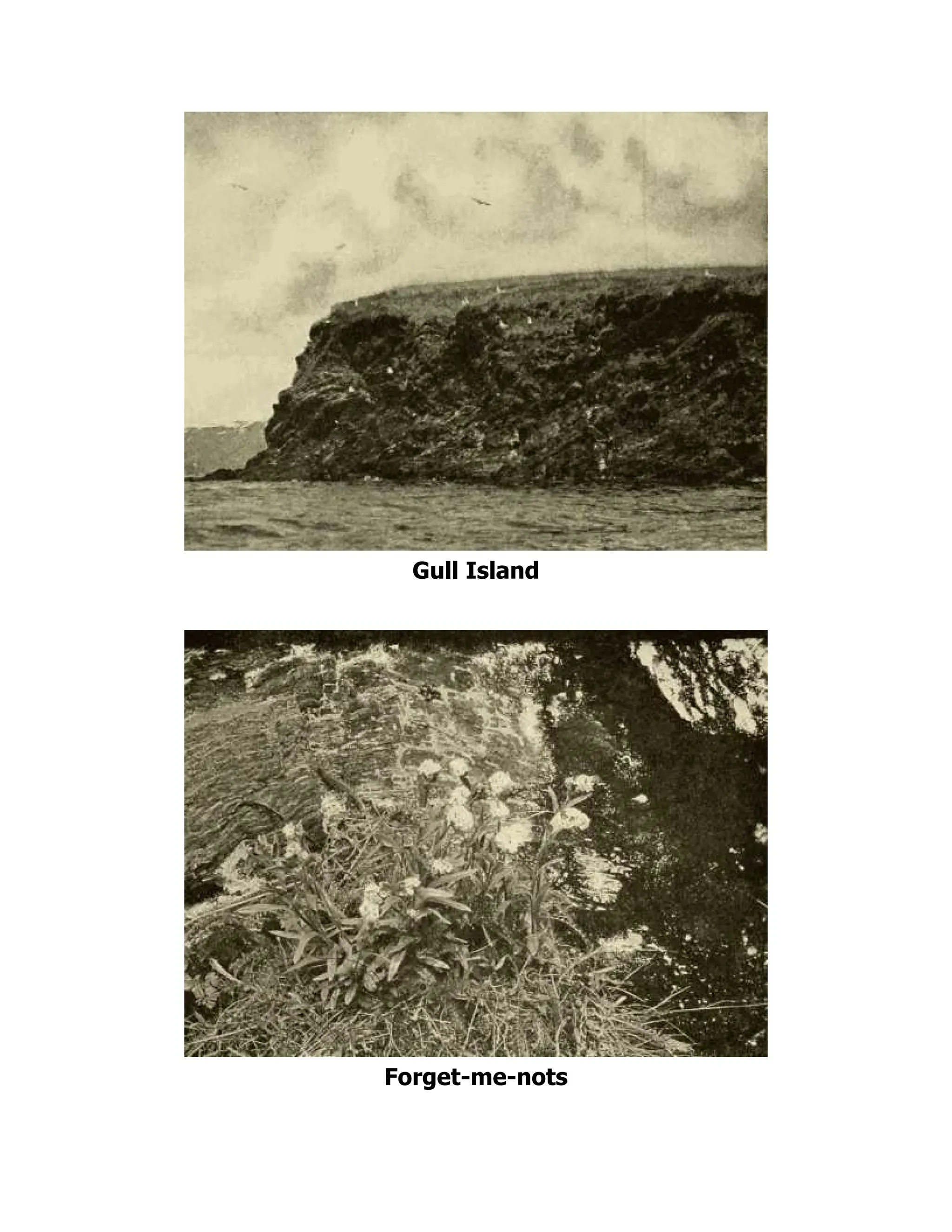 Gull Island
Forget-me-nots
 