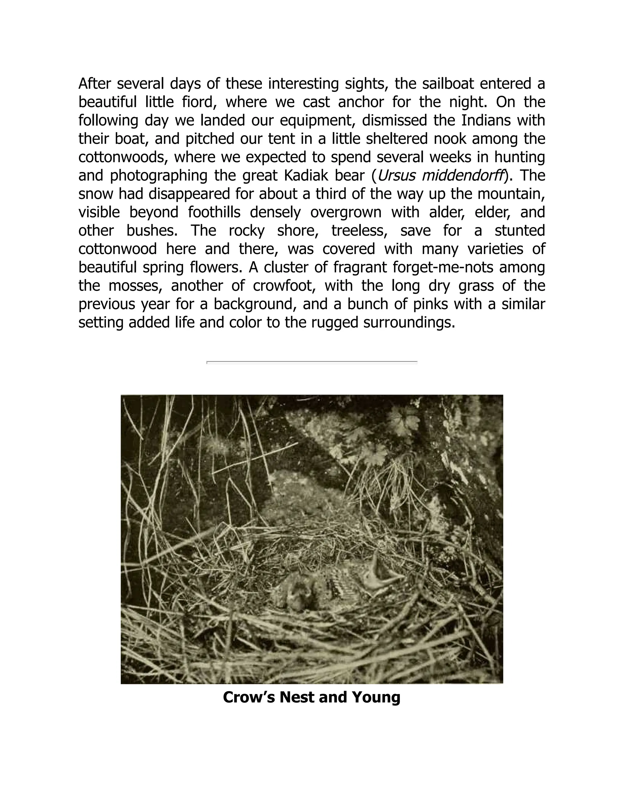 After several days of these interesting sights, the sailboat entered a
beautiful little fiord, where we cast anchor for the night. On the
following day we landed our equipment, dismissed the Indians with
their boat, and pitched our tent in a little sheltered nook among the
cottonwoods, where we expected to spend several weeks in hunting
and photographing the great Kadiak bear (Ursus middendorff). The
snow had disappeared for about a third of the way up the mountain,
visible beyond foothills densely overgrown with alder, elder, and
other bushes. The rocky shore, treeless, save for a stunted
cottonwood here and there, was covered with many varieties of
beautiful spring flowers. A cluster of fragrant forget-me-nots among
the mosses, another of crowfoot, with the long dry grass of the
previous year for a background, and a bunch of pinks with a similar
setting added life and color to the rugged surroundings.
Crow’s Nest and Young
 