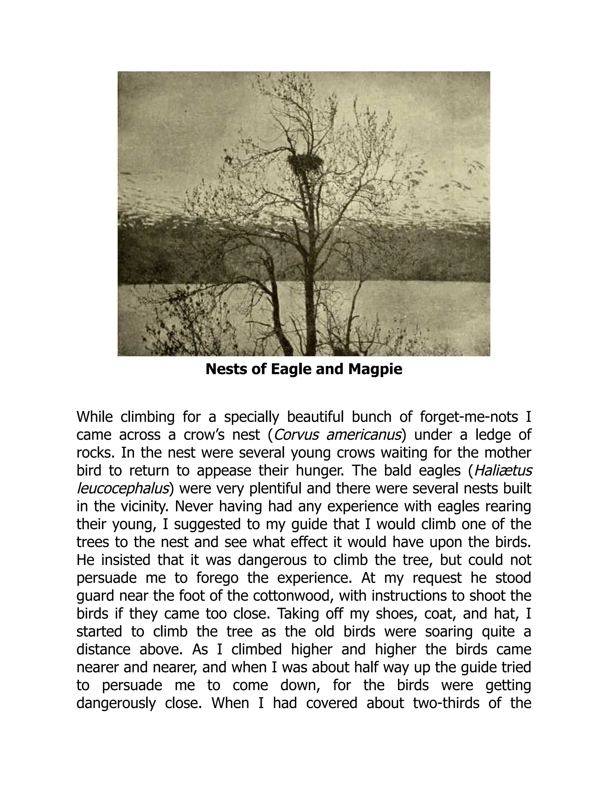 Nests of Eagle and Magpie
While climbing for a specially beautiful bunch of forget-me-nots I
came across a crow’s nest (Corvus americanus) under a ledge of
rocks. In the nest were several young crows waiting for the mother
bird to return to appease their hunger. The bald eagles (Haliætus
leucocephalus) were very plentiful and there were several nests built
in the vicinity. Never having had any experience with eagles rearing
their young, I suggested to my guide that I would climb one of the
trees to the nest and see what effect it would have upon the birds.
He insisted that it was dangerous to climb the tree, but could not
persuade me to forego the experience. At my request he stood
guard near the foot of the cottonwood, with instructions to shoot the
birds if they came too close. Taking off my shoes, coat, and hat, I
started to climb the tree as the old birds were soaring quite a
distance above. As I climbed higher and higher the birds came
nearer and nearer, and when I was about half way up the guide tried
to persuade me to come down, for the birds were getting
dangerously close. When I had covered about two-thirds of the
 