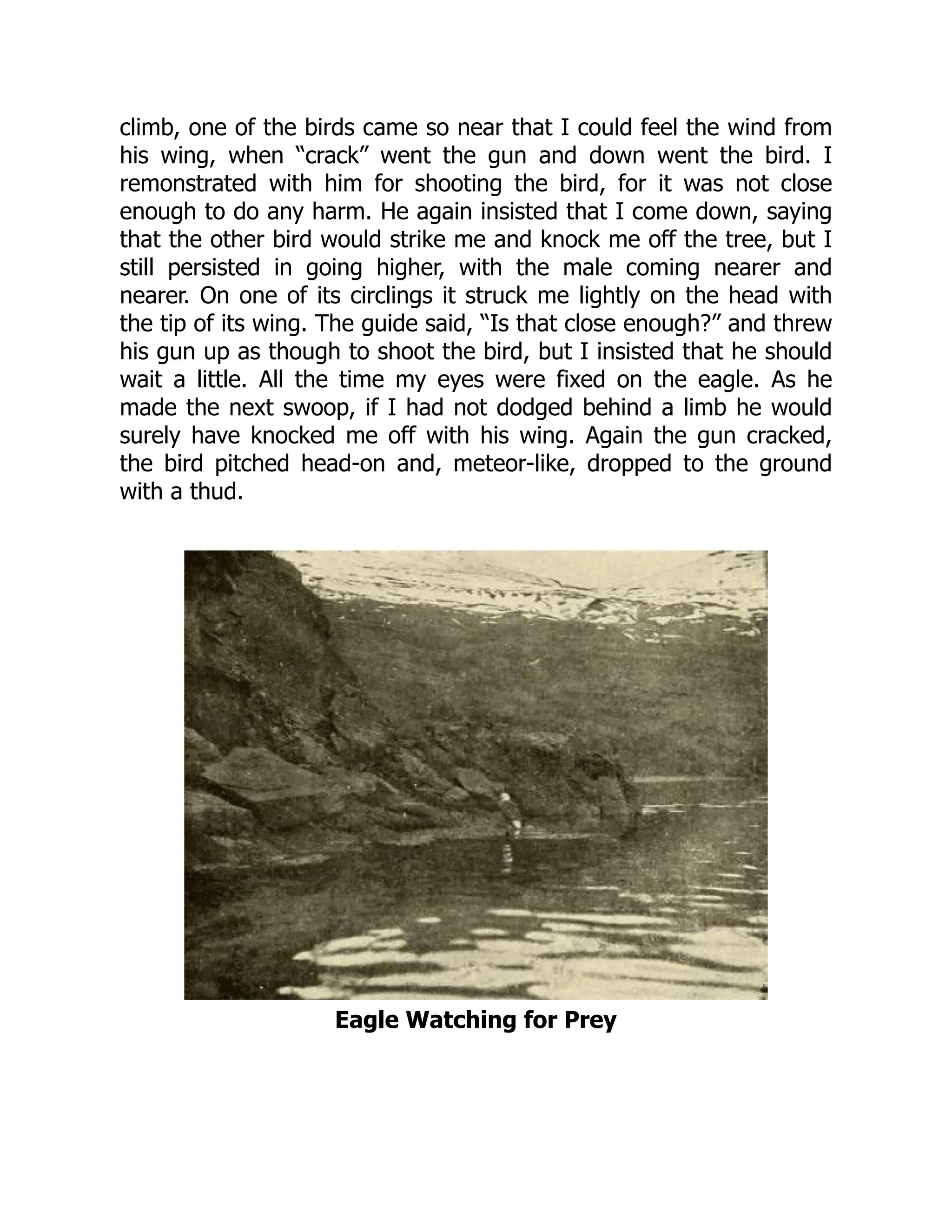 climb, one of the birds came so near that I could feel the wind from
his wing, when “crack” went the gun and down went the bird. I
remonstrated with him for shooting the bird, for it was not close
enough to do any harm. He again insisted that I come down, saying
that the other bird would strike me and knock me off the tree, but I
still persisted in going higher, with the male coming nearer and
nearer. On one of its circlings it struck me lightly on the head with
the tip of its wing. The guide said, “Is that close enough?” and threw
his gun up as though to shoot the bird, but I insisted that he should
wait a little. All the time my eyes were fixed on the eagle. As he
made the next swoop, if I had not dodged behind a limb he would
surely have knocked me off with his wing. Again the gun cracked,
the bird pitched head-on and, meteor-like, dropped to the ground
with a thud.
Eagle Watching for Prey
 