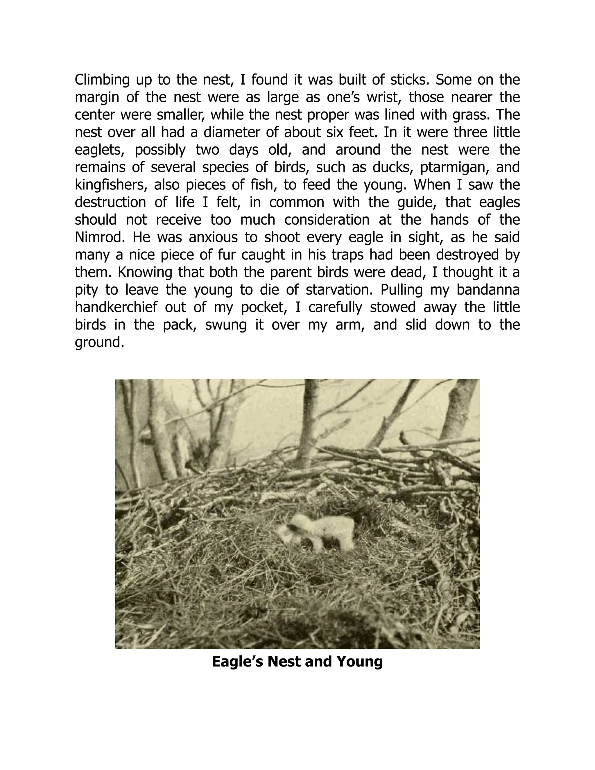 Climbing up to the nest, I found it was built of sticks. Some on the
margin of the nest were as large as one’s wrist, those nearer the
center were smaller, while the nest proper was lined with grass. The
nest over all had a diameter of about six feet. In it were three little
eaglets, possibly two days old, and around the nest were the
remains of several species of birds, such as ducks, ptarmigan, and
kingfishers, also pieces of fish, to feed the young. When I saw the
destruction of life I felt, in common with the guide, that eagles
should not receive too much consideration at the hands of the
Nimrod. He was anxious to shoot every eagle in sight, as he said
many a nice piece of fur caught in his traps had been destroyed by
them. Knowing that both the parent birds were dead, I thought it a
pity to leave the young to die of starvation. Pulling my bandanna
handkerchief out of my pocket, I carefully stowed away the little
birds in the pack, swung it over my arm, and slid down to the
ground.
Eagle’s Nest and Young
 