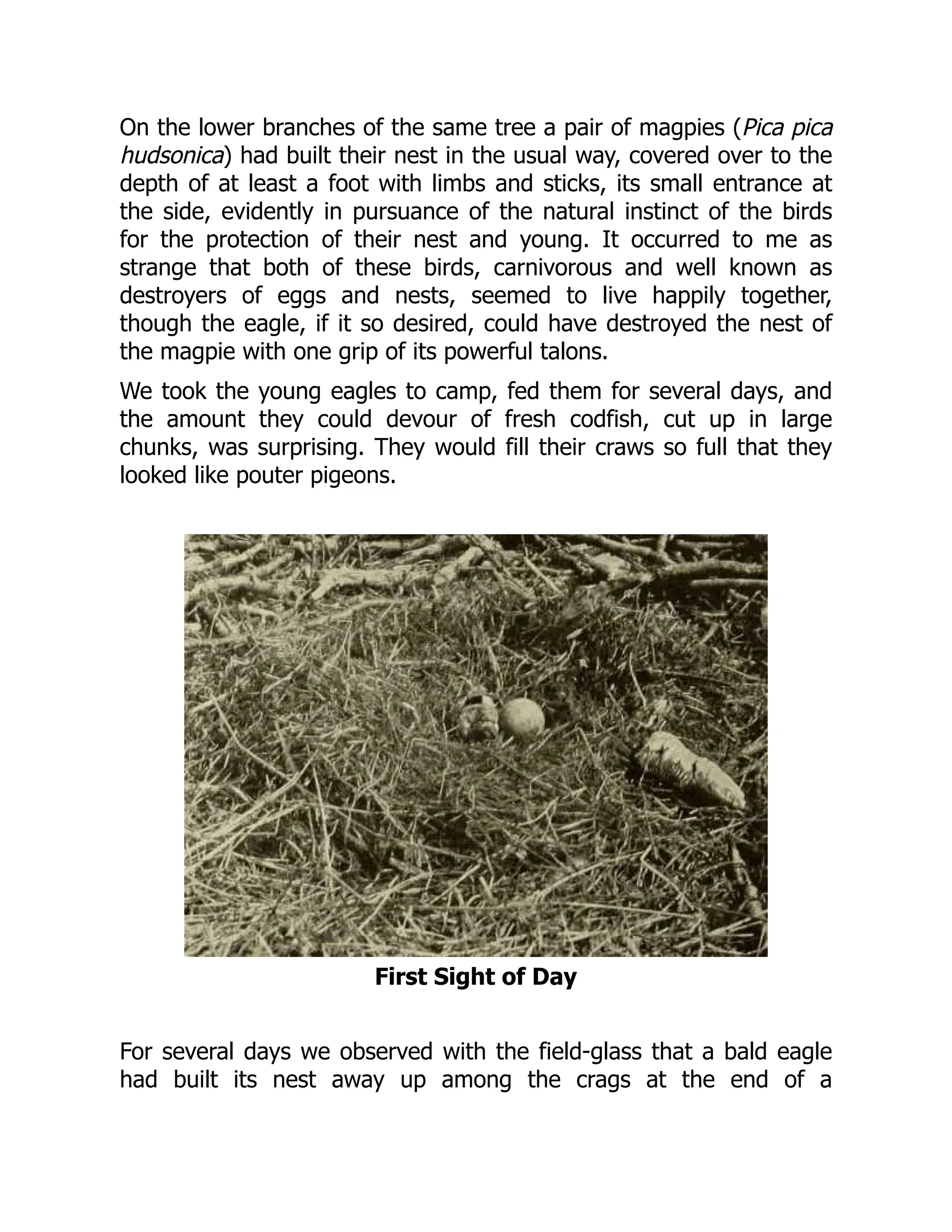 On the lower branches of the same tree a pair of magpies (Pica pica
hudsonica) had built their nest in the usual way, covered over to the
depth of at least a foot with limbs and sticks, its small entrance at
the side, evidently in pursuance of the natural instinct of the birds
for the protection of their nest and young. It occurred to me as
strange that both of these birds, carnivorous and well known as
destroyers of eggs and nests, seemed to live happily together,
though the eagle, if it so desired, could have destroyed the nest of
the magpie with one grip of its powerful talons.
We took the young eagles to camp, fed them for several days, and
the amount they could devour of fresh codfish, cut up in large
chunks, was surprising. They would fill their craws so full that they
looked like pouter pigeons.
First Sight of Day
For several days we observed with the field-glass that a bald eagle
had built its nest away up among the crags at the end of a
 