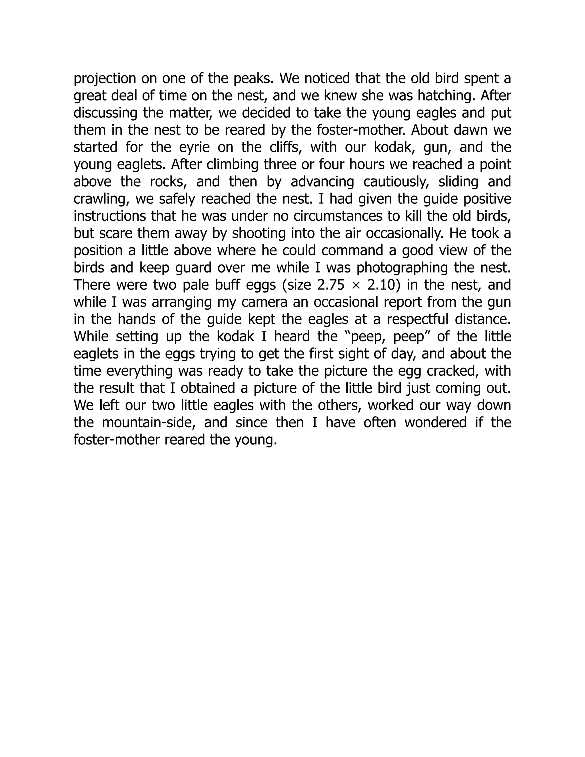 projection on one of the peaks. We noticed that the old bird spent a
great deal of time on the nest, and we knew she was hatching. After
discussing the matter, we decided to take the young eagles and put
them in the nest to be reared by the foster-mother. About dawn we
started for the eyrie on the cliffs, with our kodak, gun, and the
young eaglets. After climbing three or four hours we reached a point
above the rocks, and then by advancing cautiously, sliding and
crawling, we safely reached the nest. I had given the guide positive
instructions that he was under no circumstances to kill the old birds,
but scare them away by shooting into the air occasionally. He took a
position a little above where he could command a good view of the
birds and keep guard over me while I was photographing the nest.
There were two pale buff eggs (size 2.75 × 2.10) in the nest, and
while I was arranging my camera an occasional report from the gun
in the hands of the guide kept the eagles at a respectful distance.
While setting up the kodak I heard the “peep, peep” of the little
eaglets in the eggs trying to get the first sight of day, and about the
time everything was ready to take the picture the egg cracked, with
the result that I obtained a picture of the little bird just coming out.
We left our two little eagles with the others, worked our way down
the mountain-side, and since then I have often wondered if the
foster-mother reared the young.
 