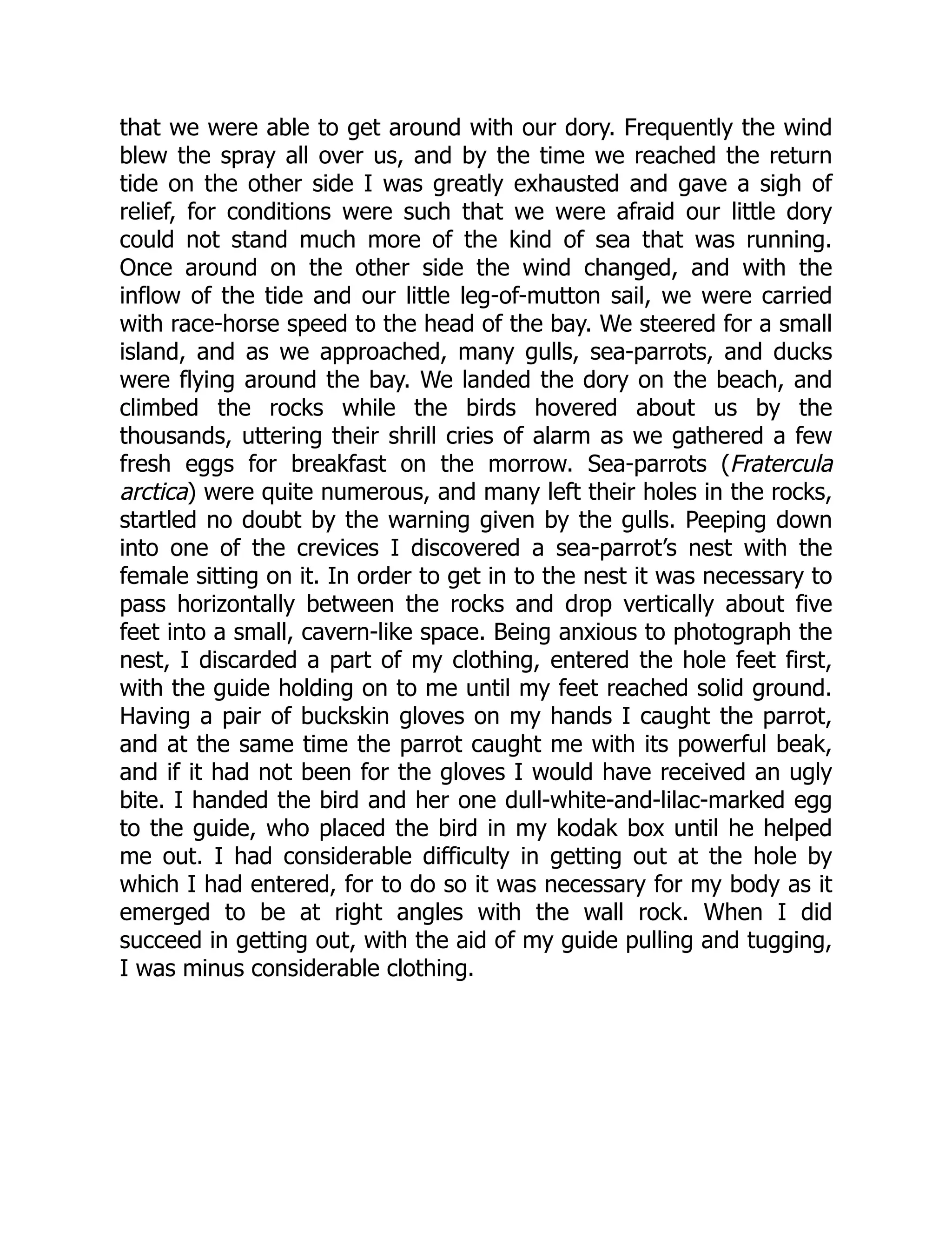 that we were able to get around with our dory. Frequently the wind
blew the spray all over us, and by the time we reached the return
tide on the other side I was greatly exhausted and gave a sigh of
relief, for conditions were such that we were afraid our little dory
could not stand much more of the kind of sea that was running.
Once around on the other side the wind changed, and with the
inflow of the tide and our little leg-of-mutton sail, we were carried
with race-horse speed to the head of the bay. We steered for a small
island, and as we approached, many gulls, sea-parrots, and ducks
were flying around the bay. We landed the dory on the beach, and
climbed the rocks while the birds hovered about us by the
thousands, uttering their shrill cries of alarm as we gathered a few
fresh eggs for breakfast on the morrow. Sea-parrots (Fratercula
arctica) were quite numerous, and many left their holes in the rocks,
startled no doubt by the warning given by the gulls. Peeping down
into one of the crevices I discovered a sea-parrot’s nest with the
female sitting on it. In order to get in to the nest it was necessary to
pass horizontally between the rocks and drop vertically about five
feet into a small, cavern-like space. Being anxious to photograph the
nest, I discarded a part of my clothing, entered the hole feet first,
with the guide holding on to me until my feet reached solid ground.
Having a pair of buckskin gloves on my hands I caught the parrot,
and at the same time the parrot caught me with its powerful beak,
and if it had not been for the gloves I would have received an ugly
bite. I handed the bird and her one dull-white-and-lilac-marked egg
to the guide, who placed the bird in my kodak box until he helped
me out. I had considerable difficulty in getting out at the hole by
which I had entered, for to do so it was necessary for my body as it
emerged to be at right angles with the wall rock. When I did
succeed in getting out, with the aid of my guide pulling and tugging,
I was minus considerable clothing.
 