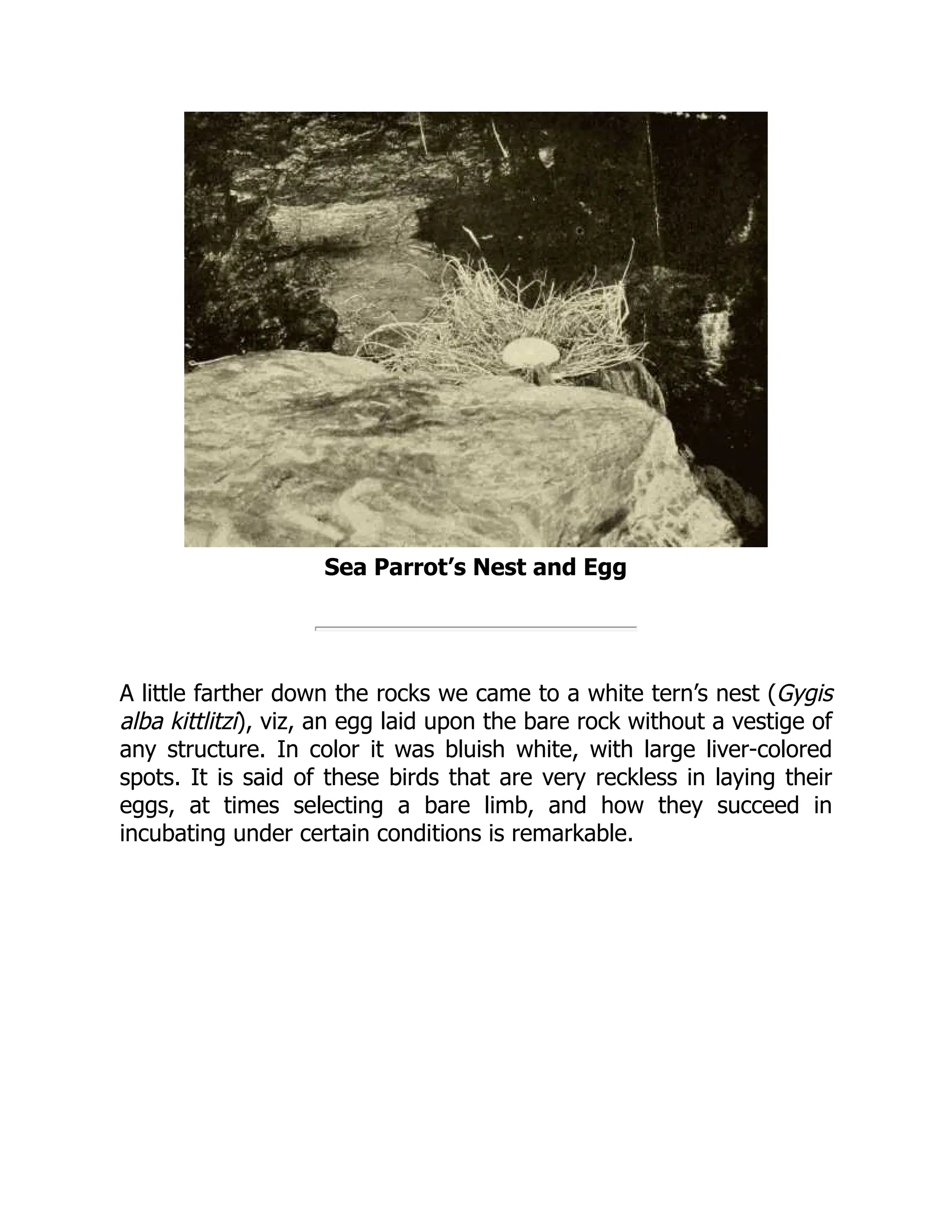 Sea Parrot’s Nest and Egg
A little farther down the rocks we came to a white tern’s nest (Gygis
alba kittlitzi), viz, an egg laid upon the bare rock without a vestige of
any structure. In color it was bluish white, with large liver-colored
spots. It is said of these birds that are very reckless in laying their
eggs, at times selecting a bare limb, and how they succeed in
incubating under certain conditions is remarkable.
 