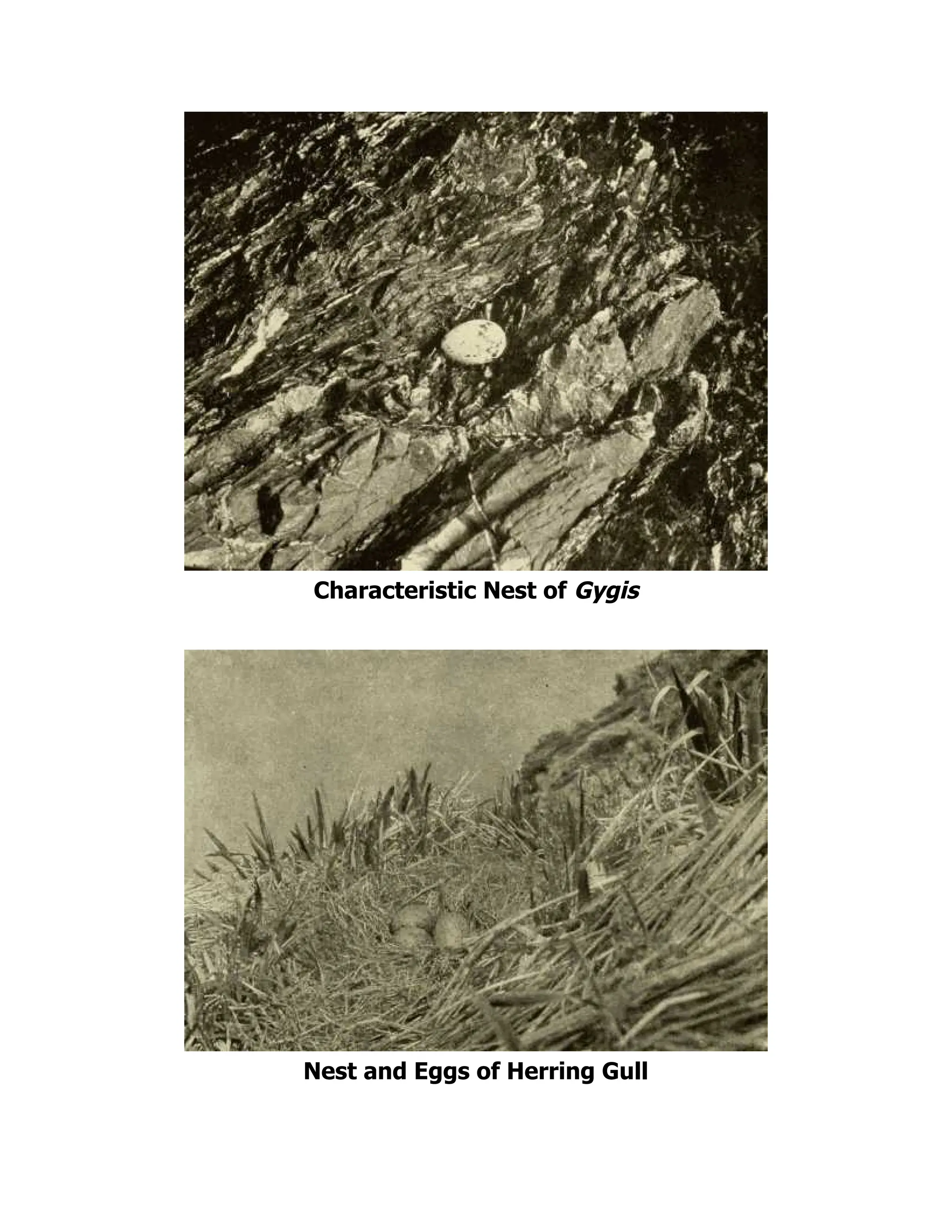 Characteristic Nest of Gygis
Nest and Eggs of Herring Gull
 