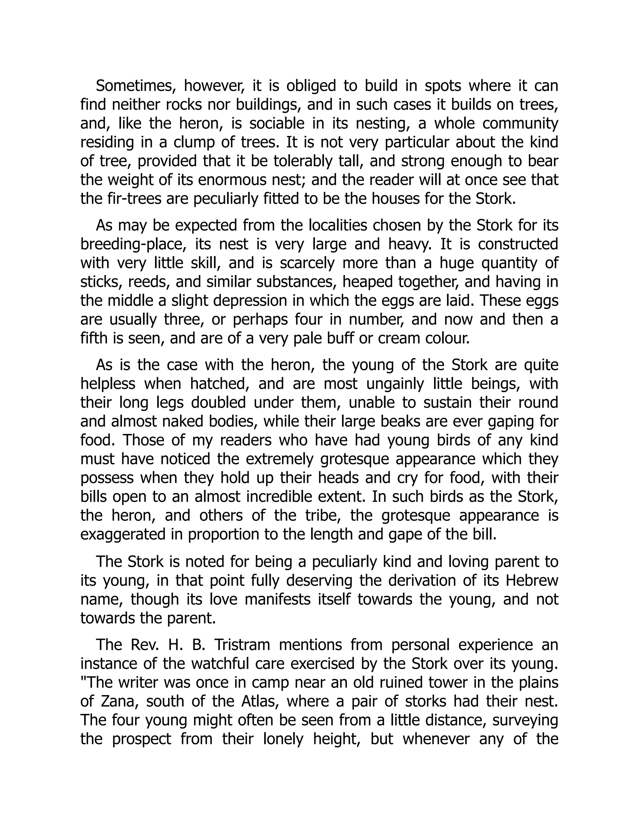 Sometimes, however, it is obliged to build in spots where it can
find neither rocks nor buildings, and in such cases it builds on trees,
and, like the heron, is sociable in its nesting, a whole community
residing in a clump of trees. It is not very particular about the kind
of tree, provided that it be tolerably tall, and strong enough to bear
the weight of its enormous nest; and the reader will at once see that
the fir-trees are peculiarly fitted to be the houses for the Stork.
As may be expected from the localities chosen by the Stork for its
breeding-place, its nest is very large and heavy. It is constructed
with very little skill, and is scarcely more than a huge quantity of
sticks, reeds, and similar substances, heaped together, and having in
the middle a slight depression in which the eggs are laid. These eggs
are usually three, or perhaps four in number, and now and then a
fifth is seen, and are of a very pale buff or cream colour.
As is the case with the heron, the young of the Stork are quite
helpless when hatched, and are most ungainly little beings, with
their long legs doubled under them, unable to sustain their round
and almost naked bodies, while their large beaks are ever gaping for
food. Those of my readers who have had young birds of any kind
must have noticed the extremely grotesque appearance which they
possess when they hold up their heads and cry for food, with their
bills open to an almost incredible extent. In such birds as the Stork,
the heron, and others of the tribe, the grotesque appearance is
exaggerated in proportion to the length and gape of the bill.
The Stork is noted for being a peculiarly kind and loving parent to
its young, in that point fully deserving the derivation of its Hebrew
name, though its love manifests itself towards the young, and not
towards the parent.
The Rev. H. B. Tristram mentions from personal experience an
instance of the watchful care exercised by the Stork over its young.
The writer was once in camp near an old ruined tower in the plains
of Zana, south of the Atlas, where a pair of storks had their nest.
The four young might often be seen from a little distance, surveying
the prospect from their lonely height, but whenever any of the
 