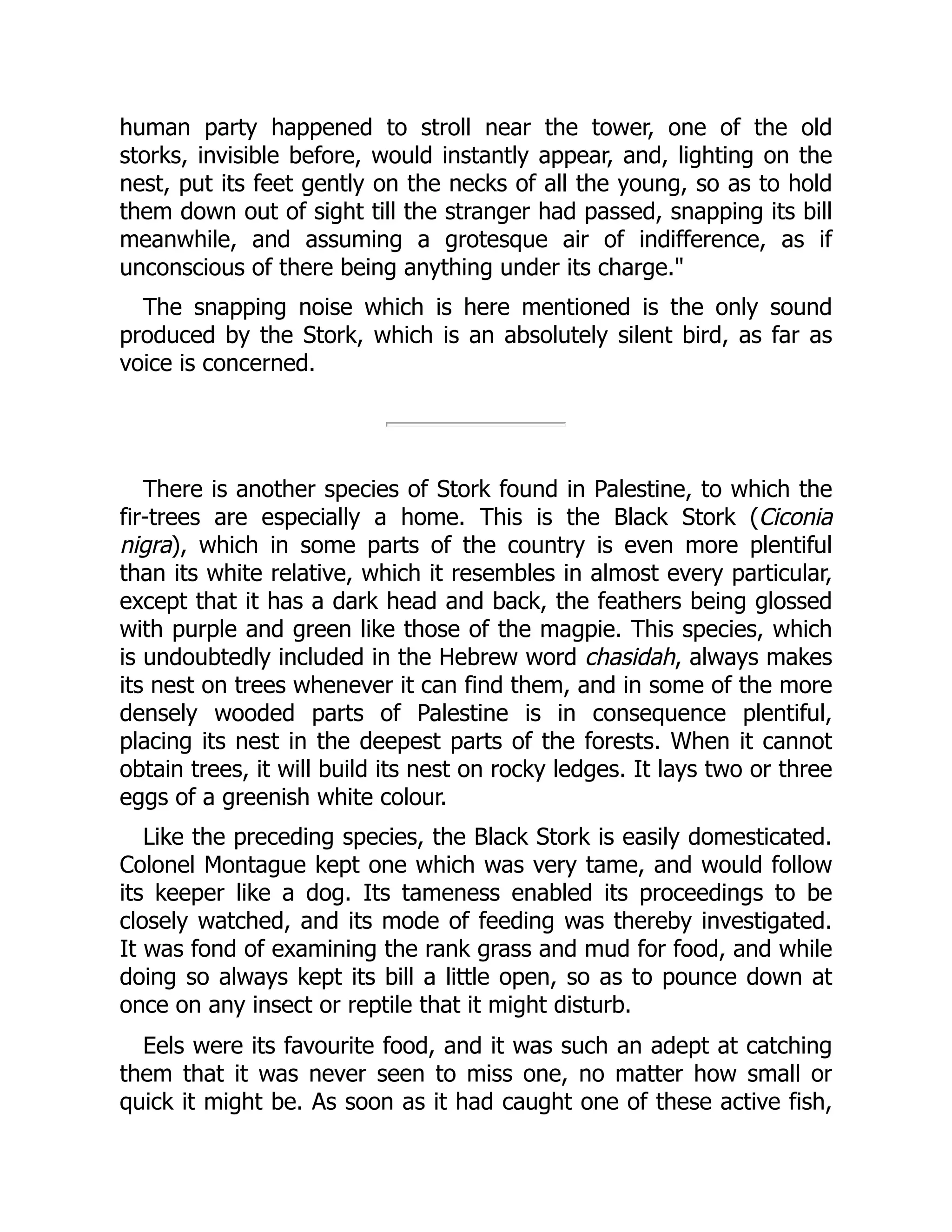 human party happened to stroll near the tower, one of the old
storks, invisible before, would instantly appear, and, lighting on the
nest, put its feet gently on the necks of all the young, so as to hold
them down out of sight till the stranger had passed, snapping its bill
meanwhile, and assuming a grotesque air of indifference, as if
unconscious of there being anything under its charge.
The snapping noise which is here mentioned is the only sound
produced by the Stork, which is an absolutely silent bird, as far as
voice is concerned.
There is another species of Stork found in Palestine, to which the
fir-trees are especially a home. This is the Black Stork (Ciconia
nigra), which in some parts of the country is even more plentiful
than its white relative, which it resembles in almost every particular,
except that it has a dark head and back, the feathers being glossed
with purple and green like those of the magpie. This species, which
is undoubtedly included in the Hebrew word chasidah, always makes
its nest on trees whenever it can find them, and in some of the more
densely wooded parts of Palestine is in consequence plentiful,
placing its nest in the deepest parts of the forests. When it cannot
obtain trees, it will build its nest on rocky ledges. It lays two or three
eggs of a greenish white colour.
Like the preceding species, the Black Stork is easily domesticated.
Colonel Montague kept one which was very tame, and would follow
its keeper like a dog. Its tameness enabled its proceedings to be
closely watched, and its mode of feeding was thereby investigated.
It was fond of examining the rank grass and mud for food, and while
doing so always kept its bill a little open, so as to pounce down at
once on any insect or reptile that it might disturb.
Eels were its favourite food, and it was such an adept at catching
them that it was never seen to miss one, no matter how small or
quick it might be. As soon as it had caught one of these active fish,
 