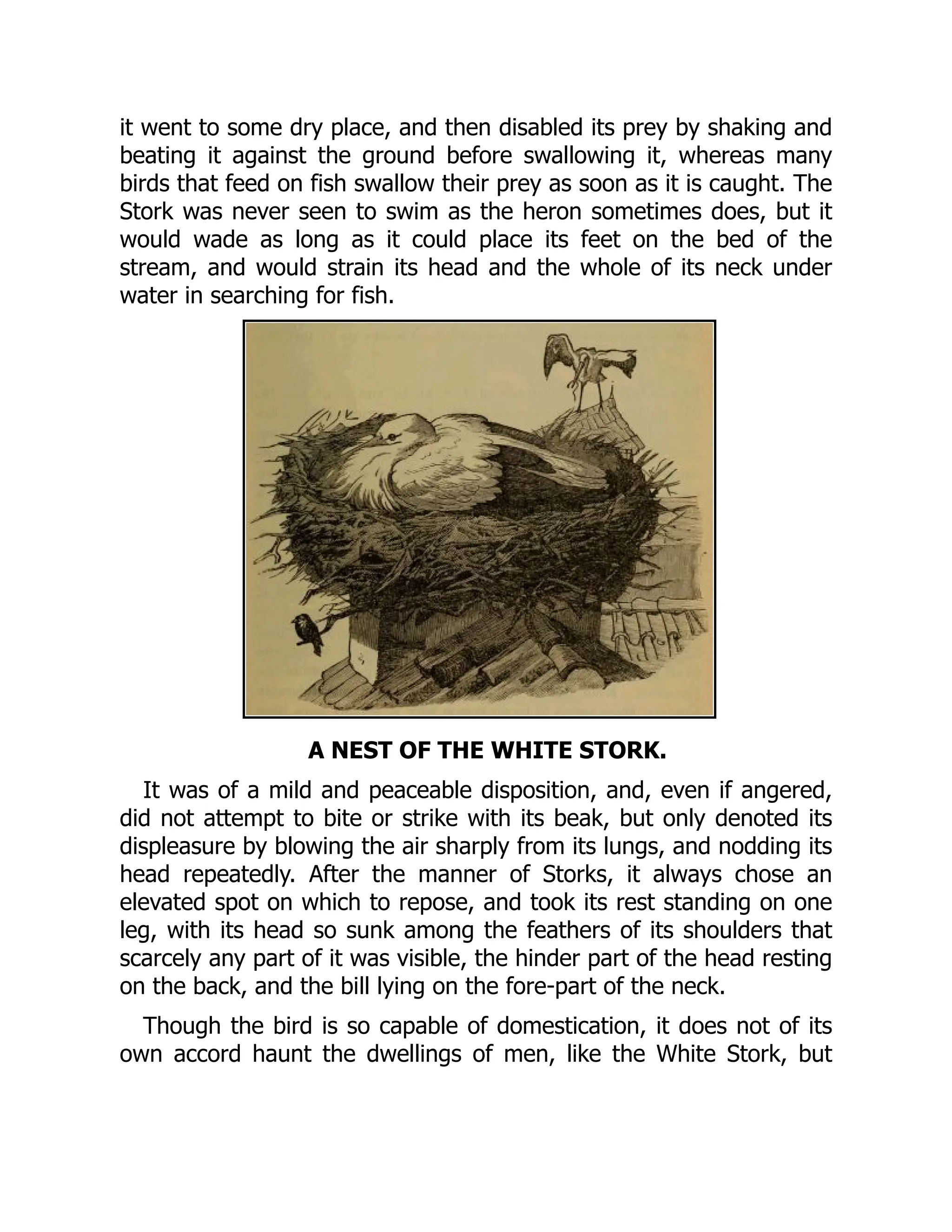 it went to some dry place, and then disabled its prey by shaking and
beating it against the ground before swallowing it, whereas many
birds that feed on fish swallow their prey as soon as it is caught. The
Stork was never seen to swim as the heron sometimes does, but it
would wade as long as it could place its feet on the bed of the
stream, and would strain its head and the whole of its neck under
water in searching for fish.
A NEST OF THE WHITE STORK.
It was of a mild and peaceable disposition, and, even if angered,
did not attempt to bite or strike with its beak, but only denoted its
displeasure by blowing the air sharply from its lungs, and nodding its
head repeatedly. After the manner of Storks, it always chose an
elevated spot on which to repose, and took its rest standing on one
leg, with its head so sunk among the feathers of its shoulders that
scarcely any part of it was visible, the hinder part of the head resting
on the back, and the bill lying on the fore-part of the neck.
Though the bird is so capable of domestication, it does not of its
own accord haunt the dwellings of men, like the White Stork, but
 
