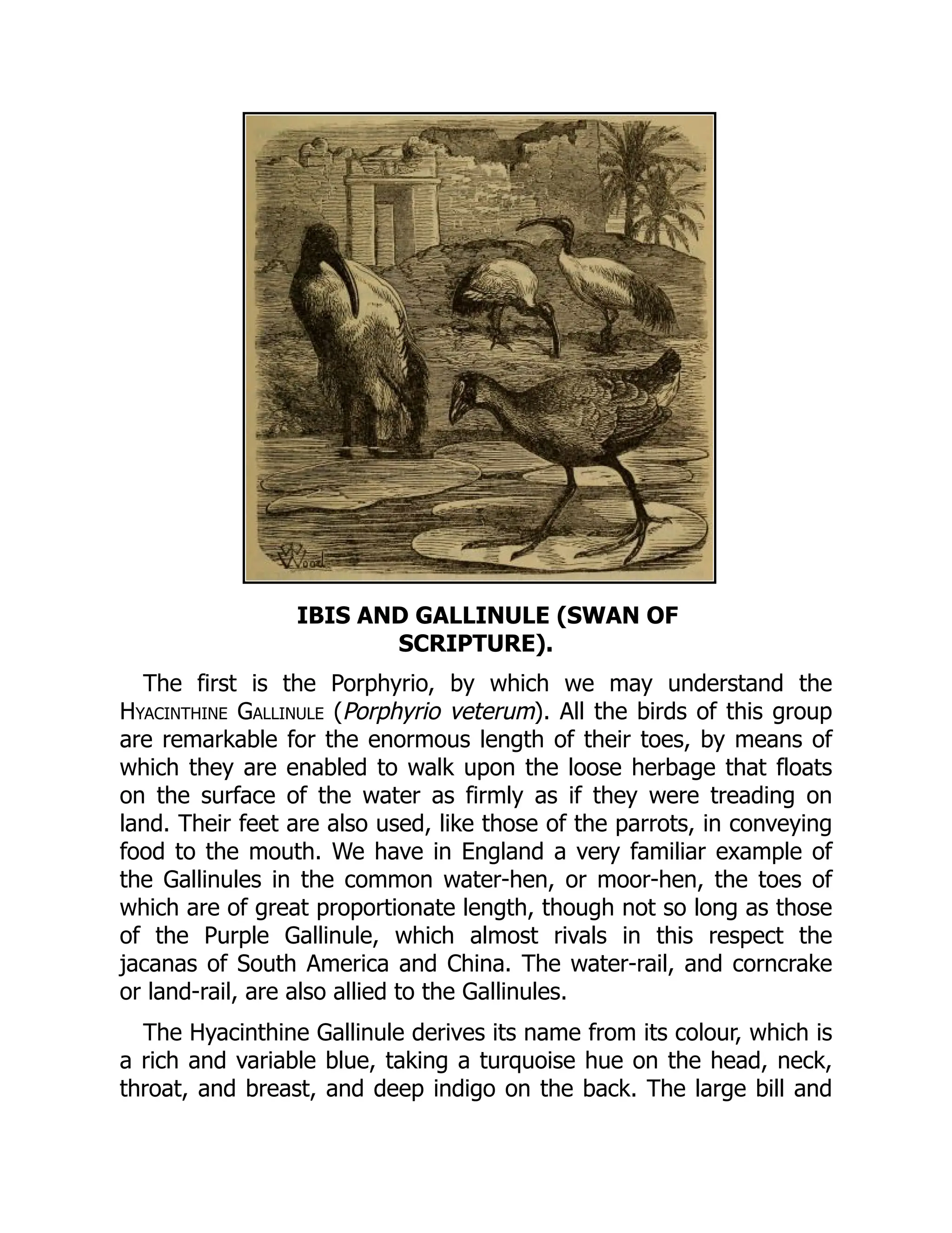 IBIS AND GALLINULE (SWAN OF
SCRIPTURE).
The first is the Porphyrio, by which we may understand the
Hyacinthine Gallinule (Porphyrio veterum). All the birds of this group
are remarkable for the enormous length of their toes, by means of
which they are enabled to walk upon the loose herbage that floats
on the surface of the water as firmly as if they were treading on
land. Their feet are also used, like those of the parrots, in conveying
food to the mouth. We have in England a very familiar example of
the Gallinules in the common water-hen, or moor-hen, the toes of
which are of great proportionate length, though not so long as those
of the Purple Gallinule, which almost rivals in this respect the
jacanas of South America and China. The water-rail, and corncrake
or land-rail, are also allied to the Gallinules.
The Hyacinthine Gallinule derives its name from its colour, which is
a rich and variable blue, taking a turquoise hue on the head, neck,
throat, and breast, and deep indigo on the back. The large bill and
 