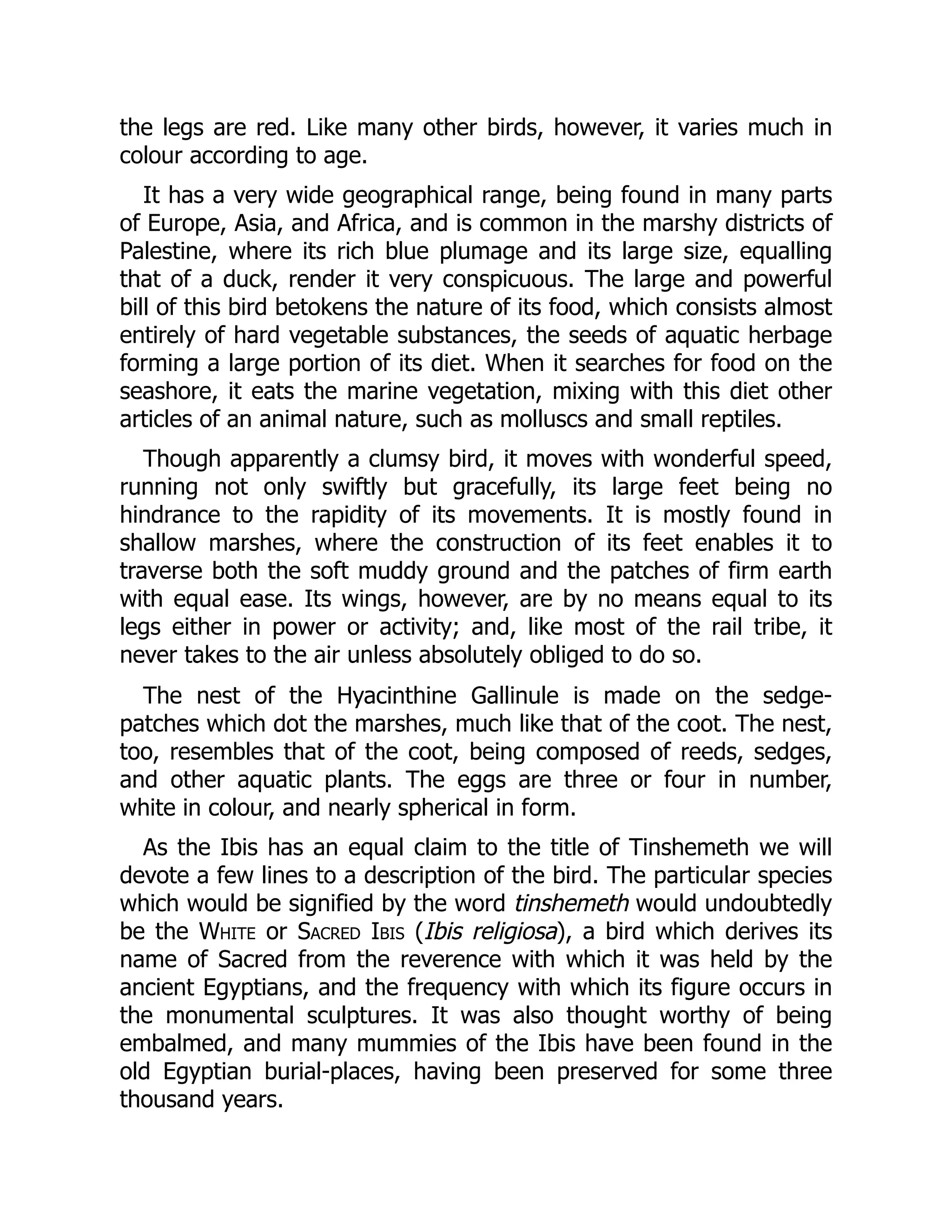 the legs are red. Like many other birds, however, it varies much in
colour according to age.
It has a very wide geographical range, being found in many parts
of Europe, Asia, and Africa, and is common in the marshy districts of
Palestine, where its rich blue plumage and its large size, equalling
that of a duck, render it very conspicuous. The large and powerful
bill of this bird betokens the nature of its food, which consists almost
entirely of hard vegetable substances, the seeds of aquatic herbage
forming a large portion of its diet. When it searches for food on the
seashore, it eats the marine vegetation, mixing with this diet other
articles of an animal nature, such as molluscs and small reptiles.
Though apparently a clumsy bird, it moves with wonderful speed,
running not only swiftly but gracefully, its large feet being no
hindrance to the rapidity of its movements. It is mostly found in
shallow marshes, where the construction of its feet enables it to
traverse both the soft muddy ground and the patches of firm earth
with equal ease. Its wings, however, are by no means equal to its
legs either in power or activity; and, like most of the rail tribe, it
never takes to the air unless absolutely obliged to do so.
The nest of the Hyacinthine Gallinule is made on the sedge-
patches which dot the marshes, much like that of the coot. The nest,
too, resembles that of the coot, being composed of reeds, sedges,
and other aquatic plants. The eggs are three or four in number,
white in colour, and nearly spherical in form.
As the Ibis has an equal claim to the title of Tinshemeth we will
devote a few lines to a description of the bird. The particular species
which would be signified by the word tinshemeth would undoubtedly
be the White or Sacred Ibis (Ibis religiosa), a bird which derives its
name of Sacred from the reverence with which it was held by the
ancient Egyptians, and the frequency with which its figure occurs in
the monumental sculptures. It was also thought worthy of being
embalmed, and many mummies of the Ibis have been found in the
old Egyptian burial-places, having been preserved for some three
thousand years.
 