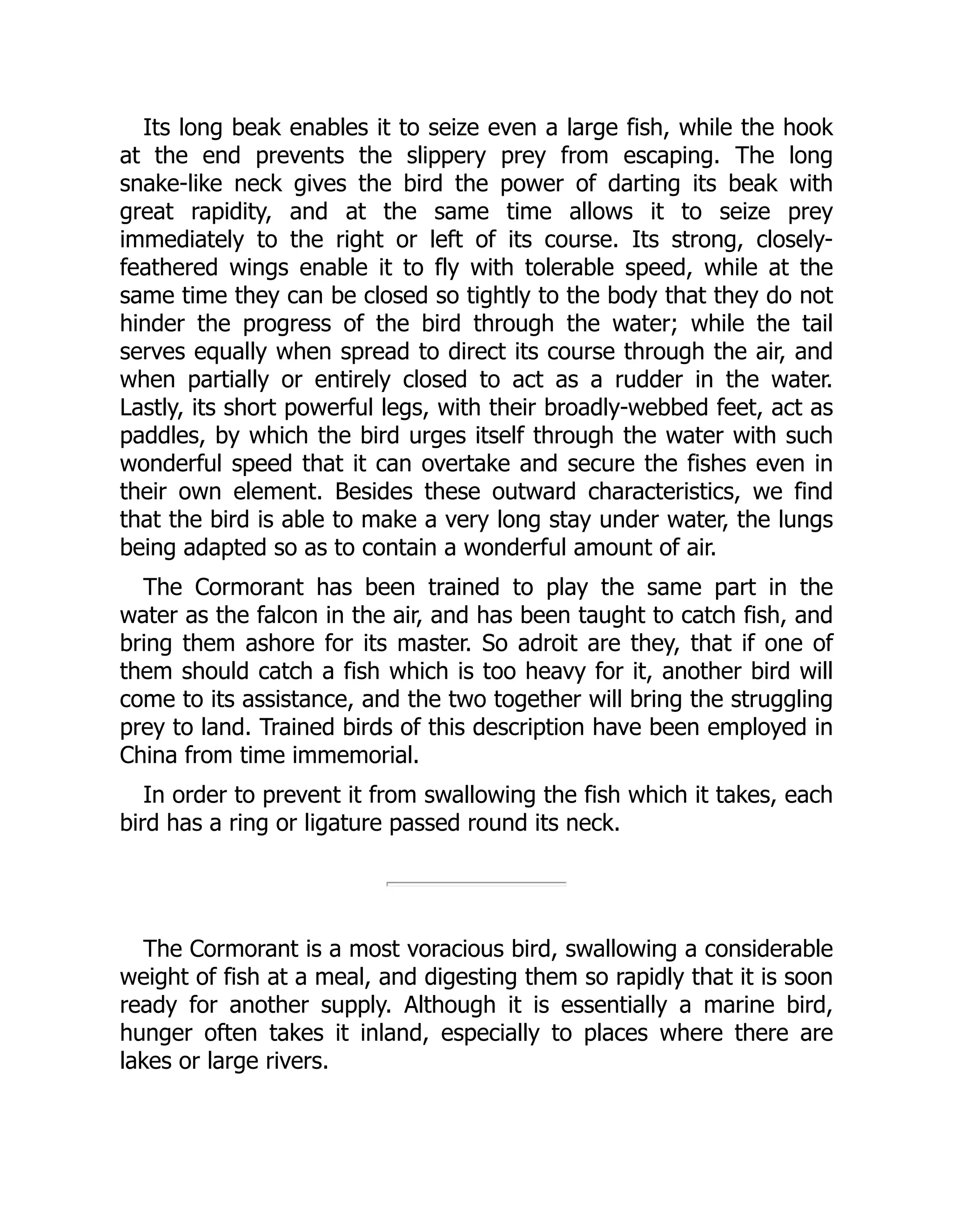 Its long beak enables it to seize even a large fish, while the hook
at the end prevents the slippery prey from escaping. The long
snake-like neck gives the bird the power of darting its beak with
great rapidity, and at the same time allows it to seize prey
immediately to the right or left of its course. Its strong, closely-
feathered wings enable it to fly with tolerable speed, while at the
same time they can be closed so tightly to the body that they do not
hinder the progress of the bird through the water; while the tail
serves equally when spread to direct its course through the air, and
when partially or entirely closed to act as a rudder in the water.
Lastly, its short powerful legs, with their broadly-webbed feet, act as
paddles, by which the bird urges itself through the water with such
wonderful speed that it can overtake and secure the fishes even in
their own element. Besides these outward characteristics, we find
that the bird is able to make a very long stay under water, the lungs
being adapted so as to contain a wonderful amount of air.
The Cormorant has been trained to play the same part in the
water as the falcon in the air, and has been taught to catch fish, and
bring them ashore for its master. So adroit are they, that if one of
them should catch a fish which is too heavy for it, another bird will
come to its assistance, and the two together will bring the struggling
prey to land. Trained birds of this description have been employed in
China from time immemorial.
In order to prevent it from swallowing the fish which it takes, each
bird has a ring or ligature passed round its neck.
The Cormorant is a most voracious bird, swallowing a considerable
weight of fish at a meal, and digesting them so rapidly that it is soon
ready for another supply. Although it is essentially a marine bird,
hunger often takes it inland, especially to places where there are
lakes or large rivers.
 