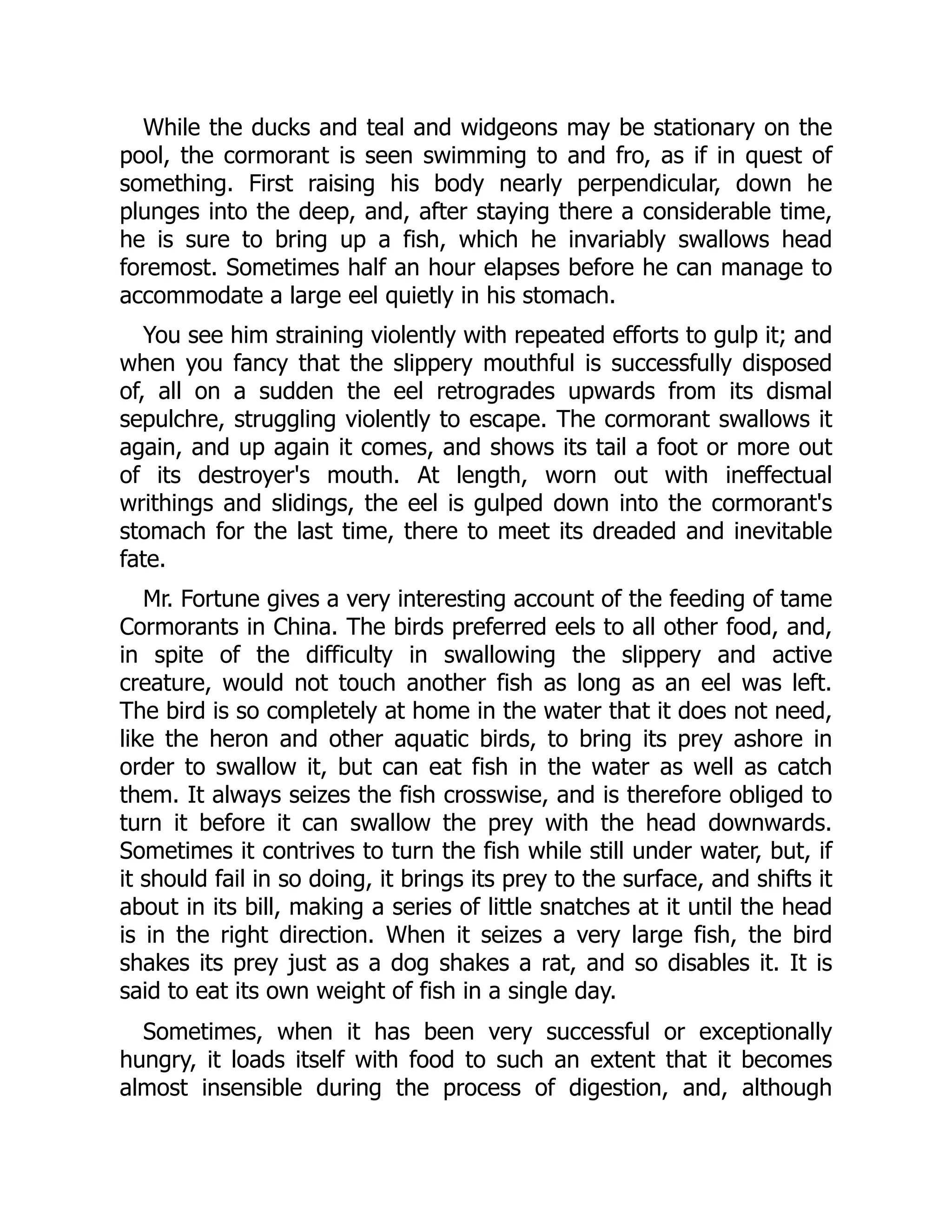 While the ducks and teal and widgeons may be stationary on the
pool, the cormorant is seen swimming to and fro, as if in quest of
something. First raising his body nearly perpendicular, down he
plunges into the deep, and, after staying there a considerable time,
he is sure to bring up a fish, which he invariably swallows head
foremost. Sometimes half an hour elapses before he can manage to
accommodate a large eel quietly in his stomach.
You see him straining violently with repeated efforts to gulp it; and
when you fancy that the slippery mouthful is successfully disposed
of, all on a sudden the eel retrogrades upwards from its dismal
sepulchre, struggling violently to escape. The cormorant swallows it
again, and up again it comes, and shows its tail a foot or more out
of its destroyer's mouth. At length, worn out with ineffectual
writhings and slidings, the eel is gulped down into the cormorant's
stomach for the last time, there to meet its dreaded and inevitable
fate.
Mr. Fortune gives a very interesting account of the feeding of tame
Cormorants in China. The birds preferred eels to all other food, and,
in spite of the difficulty in swallowing the slippery and active
creature, would not touch another fish as long as an eel was left.
The bird is so completely at home in the water that it does not need,
like the heron and other aquatic birds, to bring its prey ashore in
order to swallow it, but can eat fish in the water as well as catch
them. It always seizes the fish crosswise, and is therefore obliged to
turn it before it can swallow the prey with the head downwards.
Sometimes it contrives to turn the fish while still under water, but, if
it should fail in so doing, it brings its prey to the surface, and shifts it
about in its bill, making a series of little snatches at it until the head
is in the right direction. When it seizes a very large fish, the bird
shakes its prey just as a dog shakes a rat, and so disables it. It is
said to eat its own weight of fish in a single day.
Sometimes, when it has been very successful or exceptionally
hungry, it loads itself with food to such an extent that it becomes
almost insensible during the process of digestion, and, although
 
