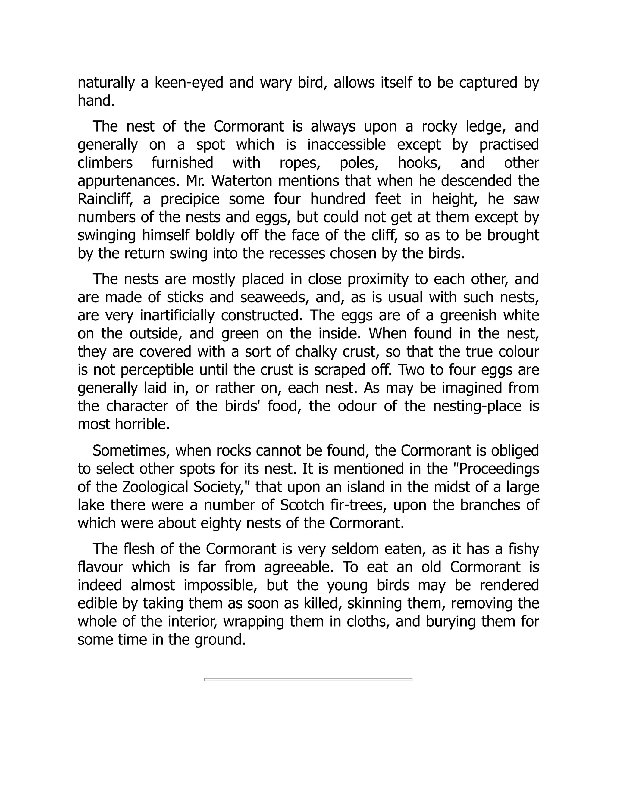 naturally a keen-eyed and wary bird, allows itself to be captured by
hand.
The nest of the Cormorant is always upon a rocky ledge, and
generally on a spot which is inaccessible except by practised
climbers furnished with ropes, poles, hooks, and other
appurtenances. Mr. Waterton mentions that when he descended the
Raincliff, a precipice some four hundred feet in height, he saw
numbers of the nests and eggs, but could not get at them except by
swinging himself boldly off the face of the cliff, so as to be brought
by the return swing into the recesses chosen by the birds.
The nests are mostly placed in close proximity to each other, and
are made of sticks and seaweeds, and, as is usual with such nests,
are very inartificially constructed. The eggs are of a greenish white
on the outside, and green on the inside. When found in the nest,
they are covered with a sort of chalky crust, so that the true colour
is not perceptible until the crust is scraped off. Two to four eggs are
generally laid in, or rather on, each nest. As may be imagined from
the character of the birds' food, the odour of the nesting-place is
most horrible.
Sometimes, when rocks cannot be found, the Cormorant is obliged
to select other spots for its nest. It is mentioned in the Proceedings
of the Zoological Society, that upon an island in the midst of a large
lake there were a number of Scotch fir-trees, upon the branches of
which were about eighty nests of the Cormorant.
The flesh of the Cormorant is very seldom eaten, as it has a fishy
flavour which is far from agreeable. To eat an old Cormorant is
indeed almost impossible, but the young birds may be rendered
edible by taking them as soon as killed, skinning them, removing the
whole of the interior, wrapping them in cloths, and burying them for
some time in the ground.
 