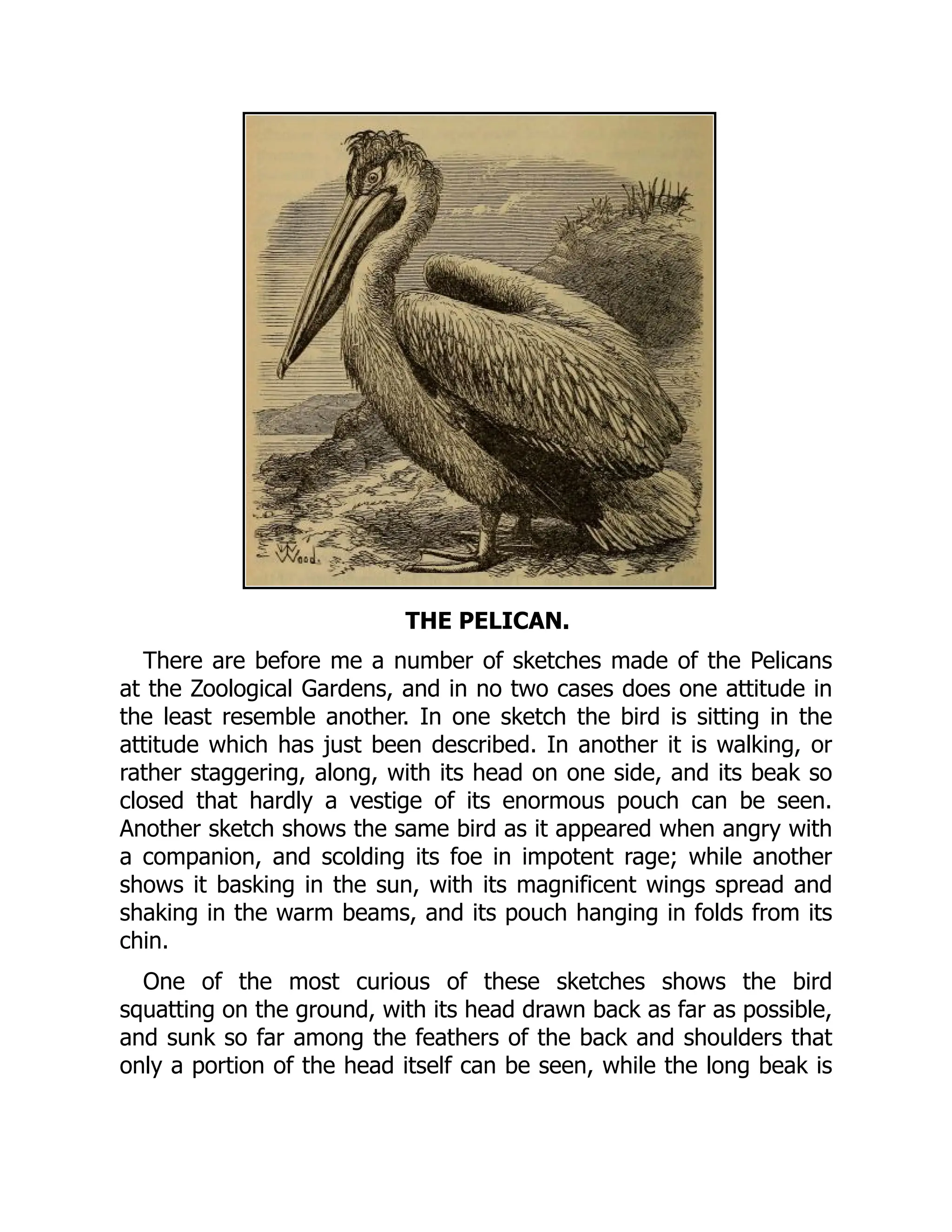 THE PELICAN.
There are before me a number of sketches made of the Pelicans
at the Zoological Gardens, and in no two cases does one attitude in
the least resemble another. In one sketch the bird is sitting in the
attitude which has just been described. In another it is walking, or
rather staggering, along, with its head on one side, and its beak so
closed that hardly a vestige of its enormous pouch can be seen.
Another sketch shows the same bird as it appeared when angry with
a companion, and scolding its foe in impotent rage; while another
shows it basking in the sun, with its magnificent wings spread and
shaking in the warm beams, and its pouch hanging in folds from its
chin.
One of the most curious of these sketches shows the bird
squatting on the ground, with its head drawn back as far as possible,
and sunk so far among the feathers of the back and shoulders that
only a portion of the head itself can be seen, while the long beak is
 