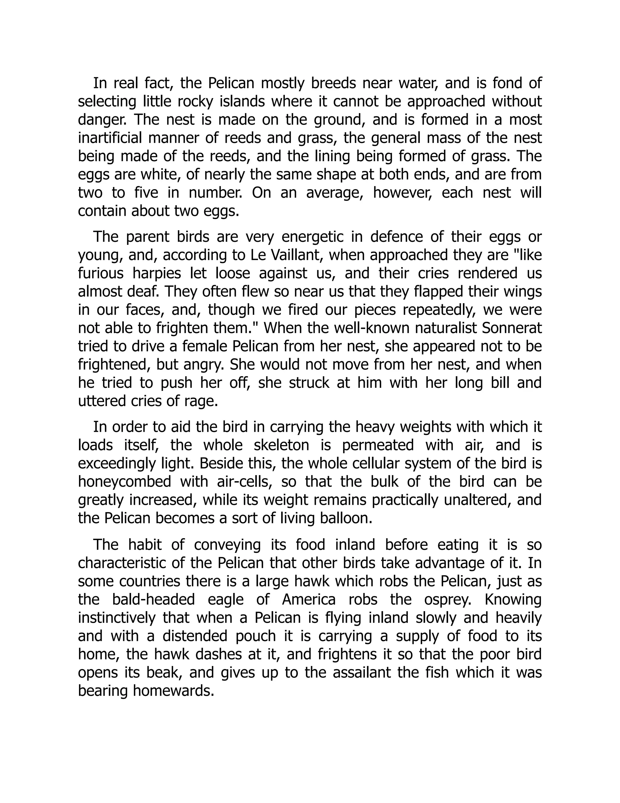 In real fact, the Pelican mostly breeds near water, and is fond of
selecting little rocky islands where it cannot be approached without
danger. The nest is made on the ground, and is formed in a most
inartificial manner of reeds and grass, the general mass of the nest
being made of the reeds, and the lining being formed of grass. The
eggs are white, of nearly the same shape at both ends, and are from
two to five in number. On an average, however, each nest will
contain about two eggs.
The parent birds are very energetic in defence of their eggs or
young, and, according to Le Vaillant, when approached they are like
furious harpies let loose against us, and their cries rendered us
almost deaf. They often flew so near us that they flapped their wings
in our faces, and, though we fired our pieces repeatedly, we were
not able to frighten them. When the well-known naturalist Sonnerat
tried to drive a female Pelican from her nest, she appeared not to be
frightened, but angry. She would not move from her nest, and when
he tried to push her off, she struck at him with her long bill and
uttered cries of rage.
In order to aid the bird in carrying the heavy weights with which it
loads itself, the whole skeleton is permeated with air, and is
exceedingly light. Beside this, the whole cellular system of the bird is
honeycombed with air-cells, so that the bulk of the bird can be
greatly increased, while its weight remains practically unaltered, and
the Pelican becomes a sort of living balloon.
The habit of conveying its food inland before eating it is so
characteristic of the Pelican that other birds take advantage of it. In
some countries there is a large hawk which robs the Pelican, just as
the bald-headed eagle of America robs the osprey. Knowing
instinctively that when a Pelican is flying inland slowly and heavily
and with a distended pouch it is carrying a supply of food to its
home, the hawk dashes at it, and frightens it so that the poor bird
opens its beak, and gives up to the assailant the fish which it was
bearing homewards.
 