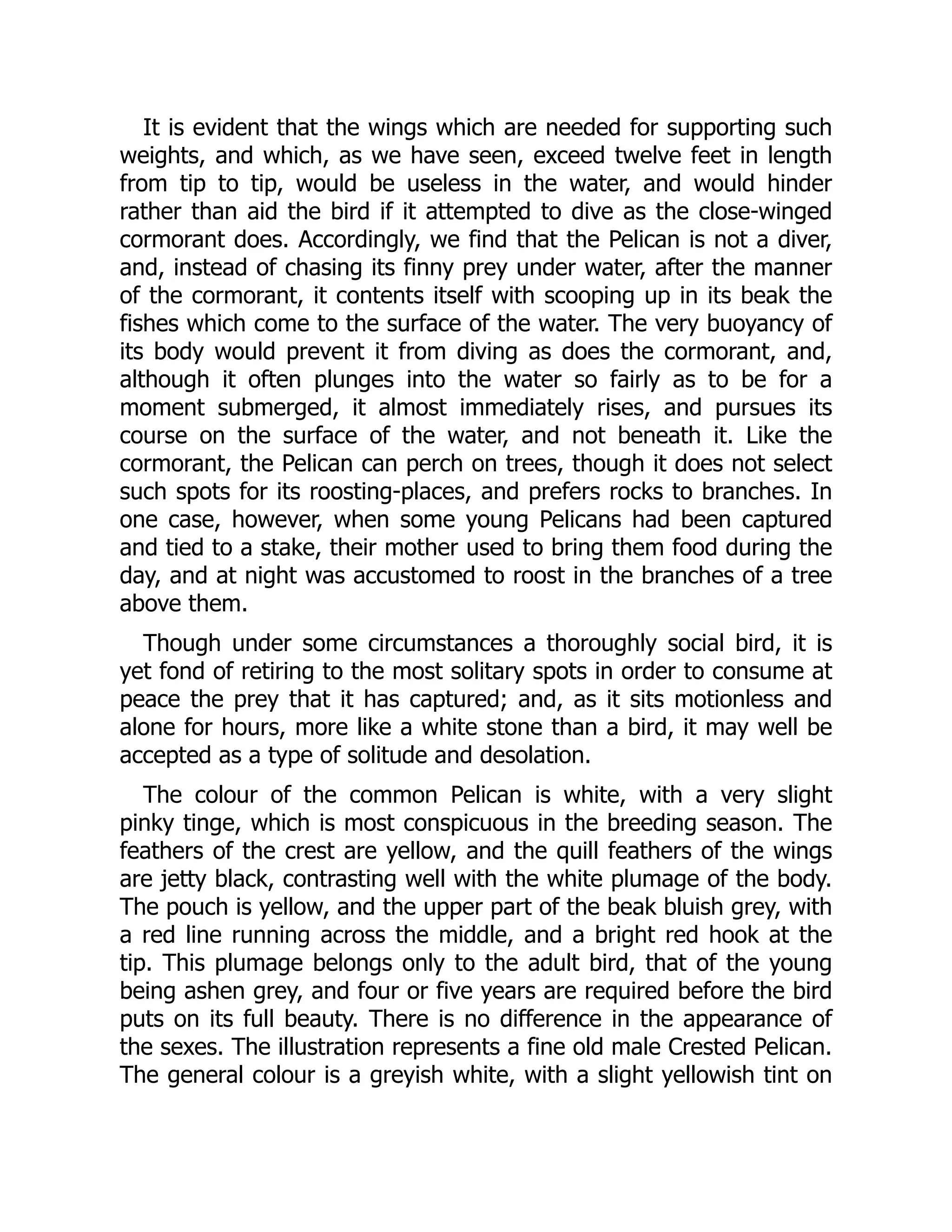 It is evident that the wings which are needed for supporting such
weights, and which, as we have seen, exceed twelve feet in length
from tip to tip, would be useless in the water, and would hinder
rather than aid the bird if it attempted to dive as the close-winged
cormorant does. Accordingly, we find that the Pelican is not a diver,
and, instead of chasing its finny prey under water, after the manner
of the cormorant, it contents itself with scooping up in its beak the
fishes which come to the surface of the water. The very buoyancy of
its body would prevent it from diving as does the cormorant, and,
although it often plunges into the water so fairly as to be for a
moment submerged, it almost immediately rises, and pursues its
course on the surface of the water, and not beneath it. Like the
cormorant, the Pelican can perch on trees, though it does not select
such spots for its roosting-places, and prefers rocks to branches. In
one case, however, when some young Pelicans had been captured
and tied to a stake, their mother used to bring them food during the
day, and at night was accustomed to roost in the branches of a tree
above them.
Though under some circumstances a thoroughly social bird, it is
yet fond of retiring to the most solitary spots in order to consume at
peace the prey that it has captured; and, as it sits motionless and
alone for hours, more like a white stone than a bird, it may well be
accepted as a type of solitude and desolation.
The colour of the common Pelican is white, with a very slight
pinky tinge, which is most conspicuous in the breeding season. The
feathers of the crest are yellow, and the quill feathers of the wings
are jetty black, contrasting well with the white plumage of the body.
The pouch is yellow, and the upper part of the beak bluish grey, with
a red line running across the middle, and a bright red hook at the
tip. This plumage belongs only to the adult bird, that of the young
being ashen grey, and four or five years are required before the bird
puts on its full beauty. There is no difference in the appearance of
the sexes. The illustration represents a fine old male Crested Pelican.
The general colour is a greyish white, with a slight yellowish tint on
 