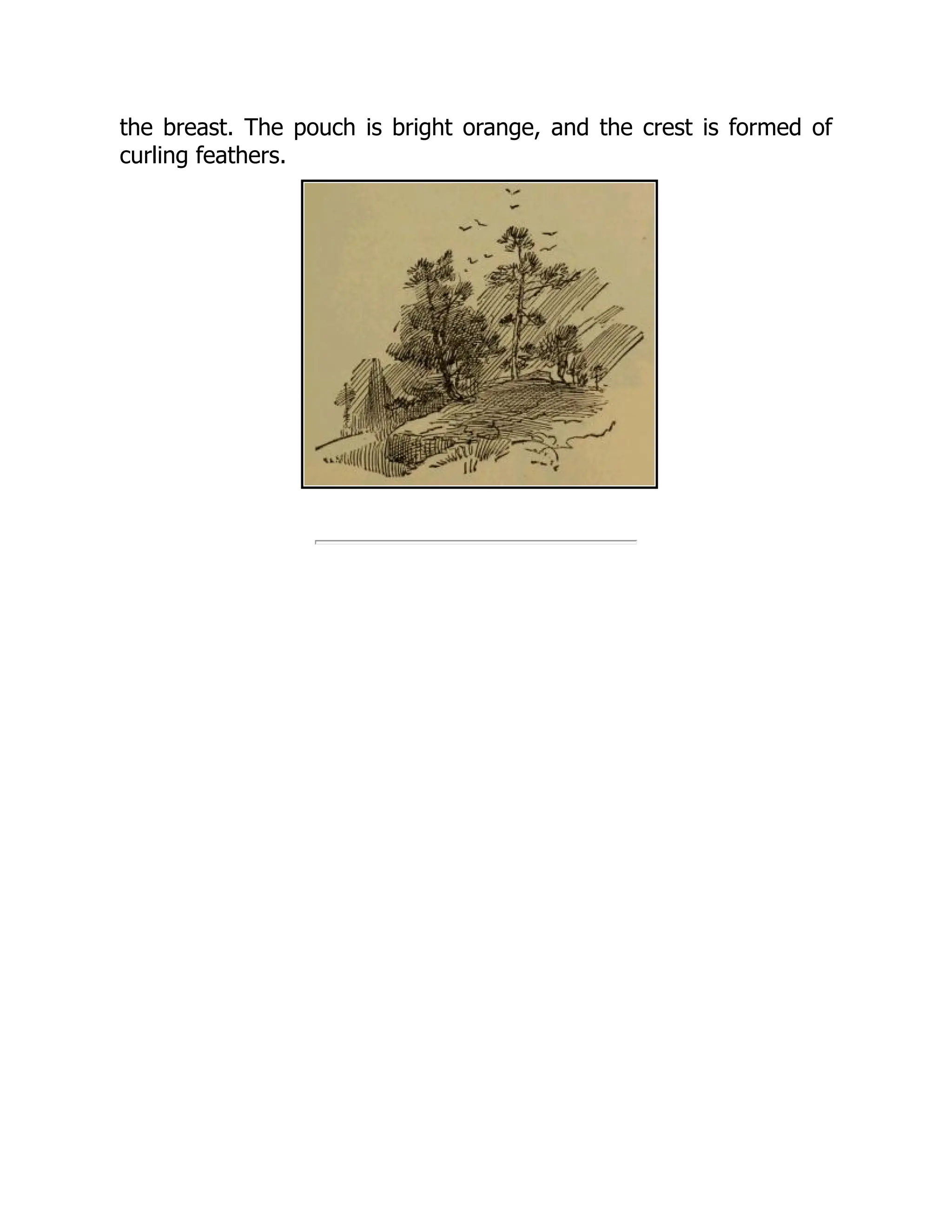 the breast. The pouch is bright orange, and the crest is formed of
curling feathers.
 