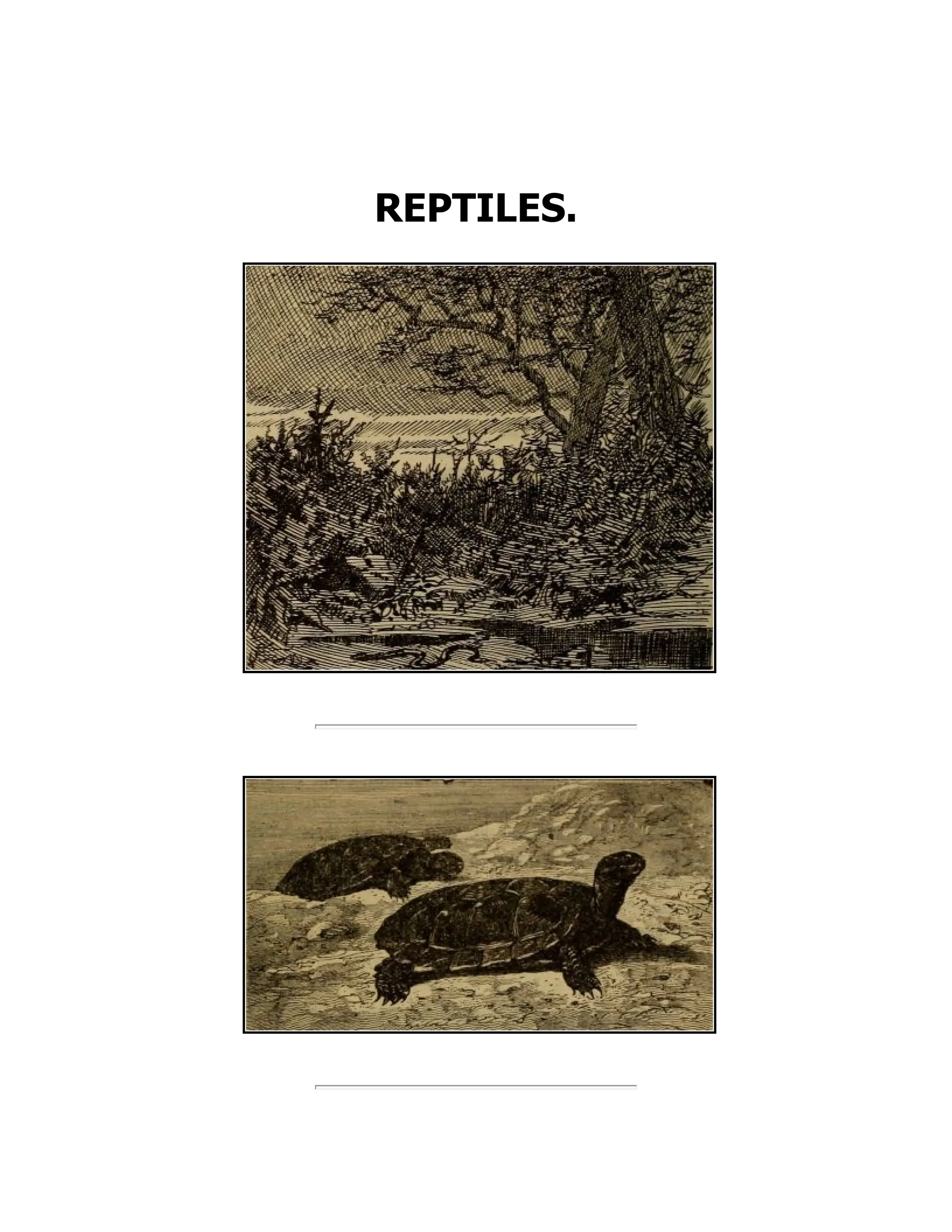 REPTILES.
 