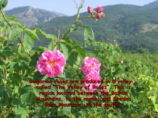 Bulgarian roses are produced in a valley
   called ”The Valley of Roses”. This is
    region located between the Balkan
  Mountains, to the north, and Sredna
       Gora Mountain, to the south.
 