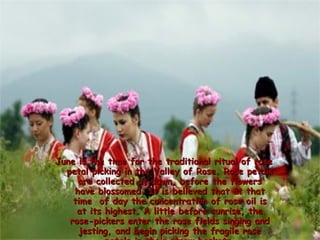 June is the time for the traditional ritual of rose
  petal picking in the Valley of Rose. Rose petals
     are collected at dawn, before the flowers
    have blossomed. It is believed that at that
    time of day the concentration of rose oil is
     at its highest. A little before sunrise, the
   rose-pickers enter the rose fields singing and
      jesting, and begin picking the fragile rose
 