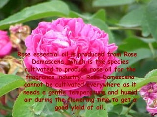 Rose essential oil is produced from Rose
     Damascena, which is the species
  cultivated to produce rose oil for the
   fragrance industry. Rose Damascena
  cannot be cultivated everywhere as it
  needs a gentle temperature and humid
  air during the flowering time to get a
             good yield of oil.
 