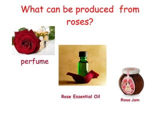 What can be produced from
          roses?



perfume



          Rose Essential Oil
                               Rose Jam
 