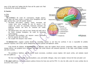 space of the spinal cord, bathing both the brain and the spinal cord. Fluid
is absorbed by the arachnoid membrane.
II. Function
A. CNS
1. Brain
The cerebrum is the center for consciousness, thought, memory,
sensory input, and motor activity; it consists of two hemispheres (left and
right) and four lobes, each with specific functions.
 The frontal lobe controls voluntary muscle movements and
contains motor areas, including the area for speech; it also
contains the centers for personality, behavioral, autonomic and
intellectual functions and those for emotional and cardiac
responses.
 The temporal lobe is the center for taste, hearing and smell, and in
the brain’s dominant hemisphere, the center for interpreting
spoken language.
 The parietal lobe coordinates and interprets sensory information
from the opposite side of the body.
 The occipital lobe interprets visual stimuli.
The thalamus further organizes cerebral function by transmitting impulses to and from the cerebrum. It also is responsible for primitive
emotional responses, such as fear, and for distinguishing between pleasant and unpleasant stimuli.
Lying beneath the thalamus, the hypothalamus is an automatic center that regulates blood pressure, temperature, libido, appetite, breathing,
sleeping patterns, and peripheral nerve discharges associated with certain behavior and emotional expression. It also helps control pituitary secretion
and stress reactions.
The cerebellum or hindbrain, controls smooth muscle movements, coordinates sensory impulses with muscle activity, and maintains muscle
tone and equilibrium.
The brain stem, which includes the mesencephalon, pons, and medulla oblongata, relays nerve impulses between the brain and spinal cord.
2. The spinal cord forms a two-way conductor pathway between the brain stem and the PNS. It is also the reflex center for motor activities that do
not involve brain control.
 