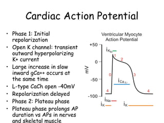 antiarrhythmics | PPT