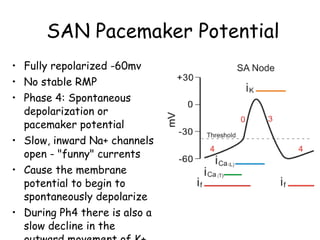 Repolarized antiarrhythmics | PPT