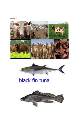 ANIMALS
black fin tuna
 